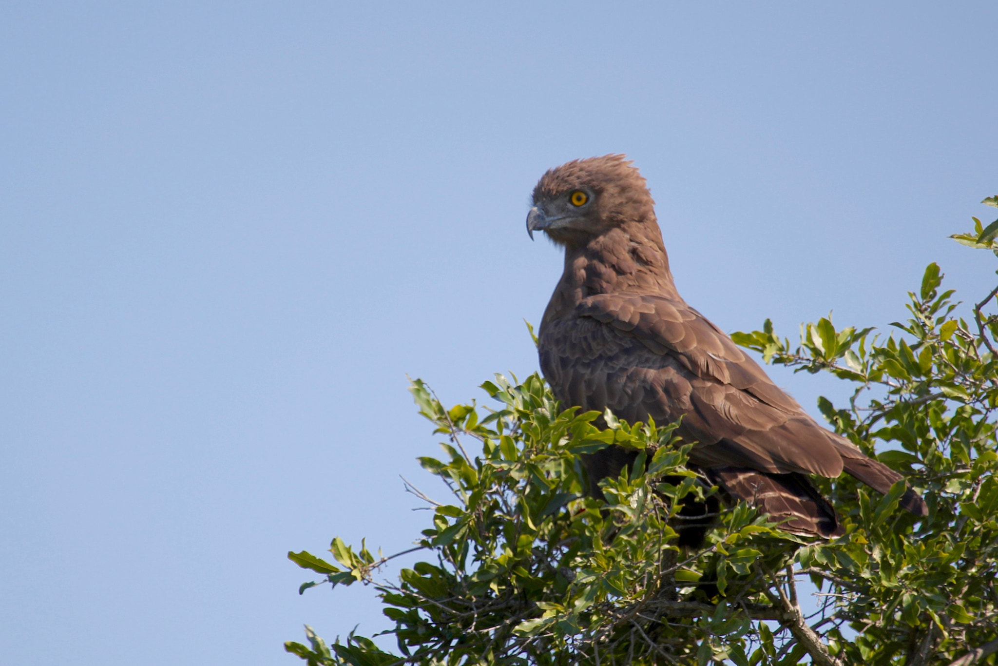 Canon EF 100-400mm F4.5-5.6L IS USM sample photo. Brown snake-eagle....kruger national park photography