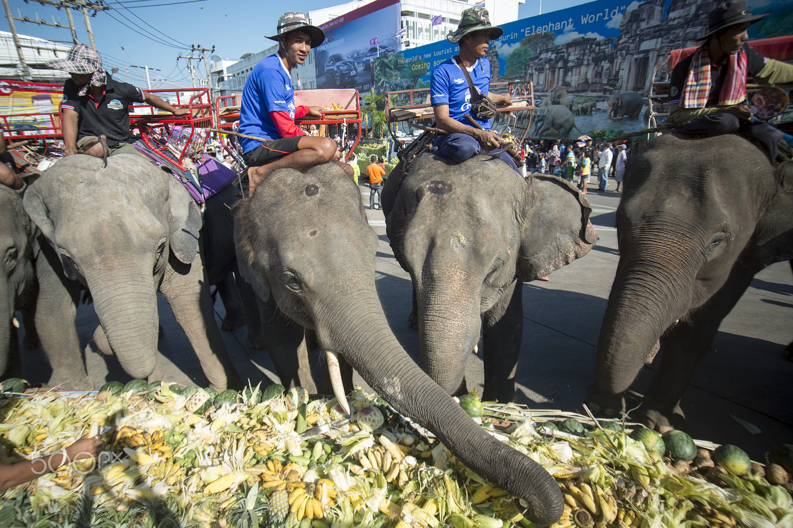 Sigma 17-35mm F2.8-4 EX DG  Aspherical HSM sample photo. Thailand surin elephant round up festival photography