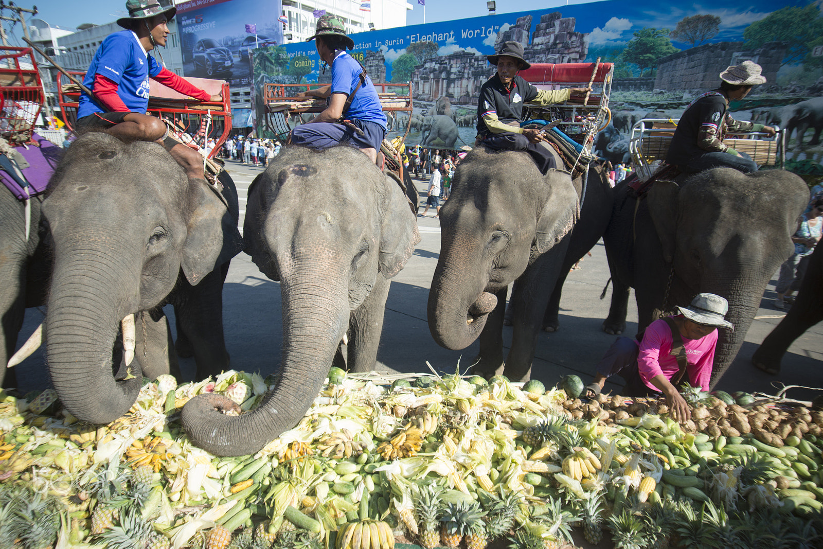 Sigma 17-35mm F2.8-4 EX DG  Aspherical HSM sample photo. Thailand surin elephant round up festival photography