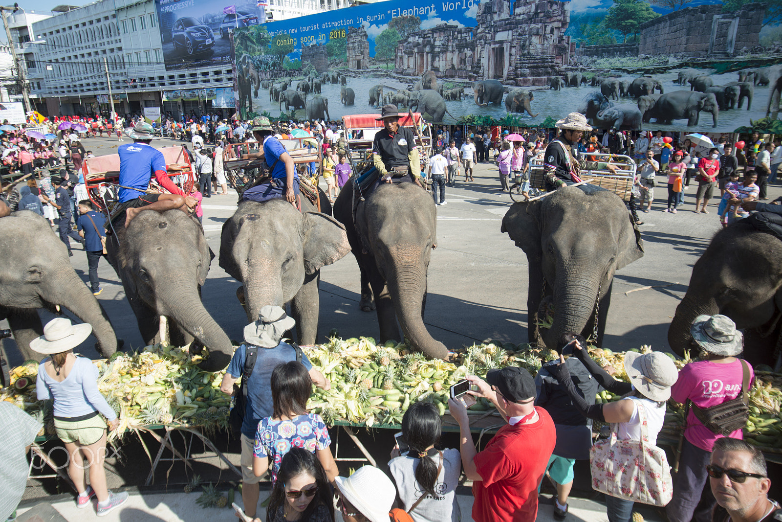 Nikon D800 + Sigma 17-35mm F2.8-4 EX DG  Aspherical HSM sample photo. Thailand surin elephant round up festival photography