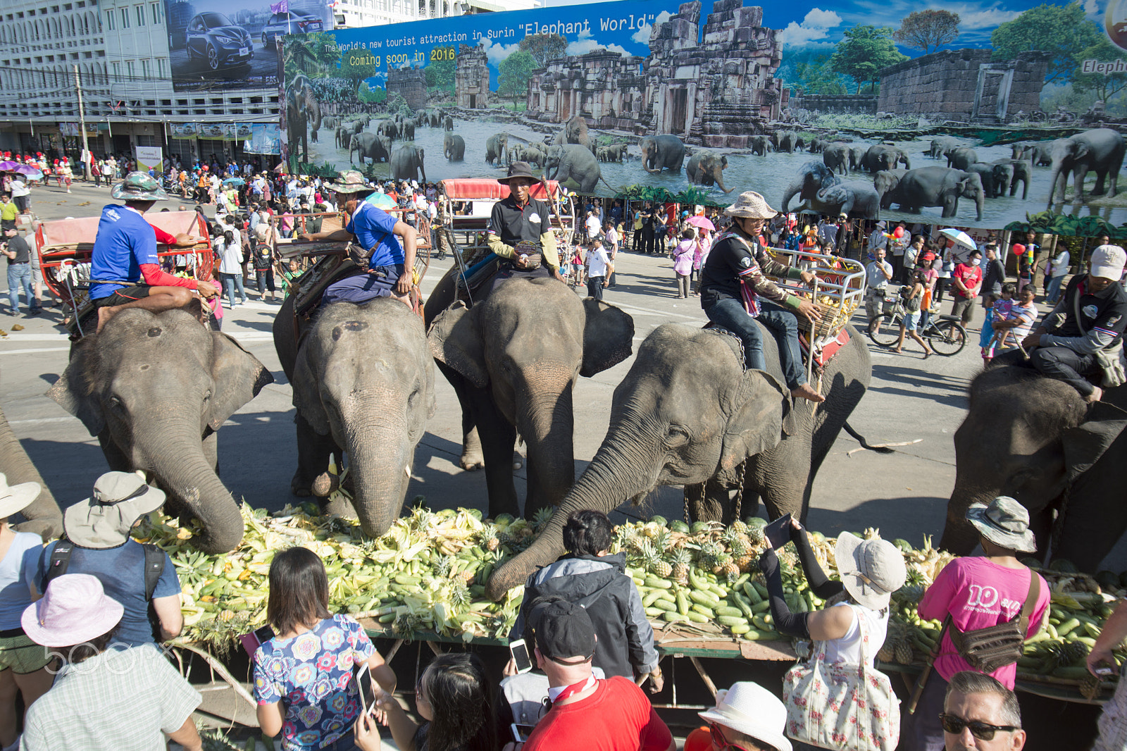 Nikon D800 + Sigma 17-35mm F2.8-4 EX DG  Aspherical HSM sample photo. Thailand surin elephant round up festival photography