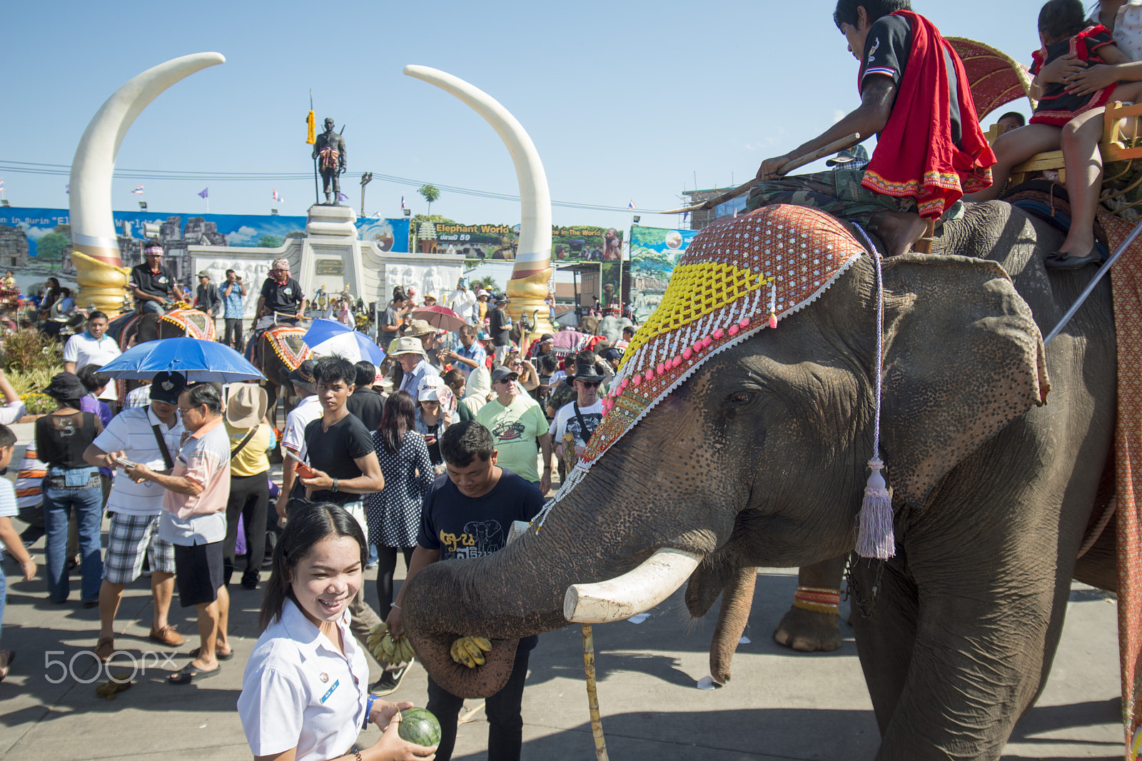 Sigma 17-35mm F2.8-4 EX DG  Aspherical HSM sample photo. Thailand surin elephant round up festival photography