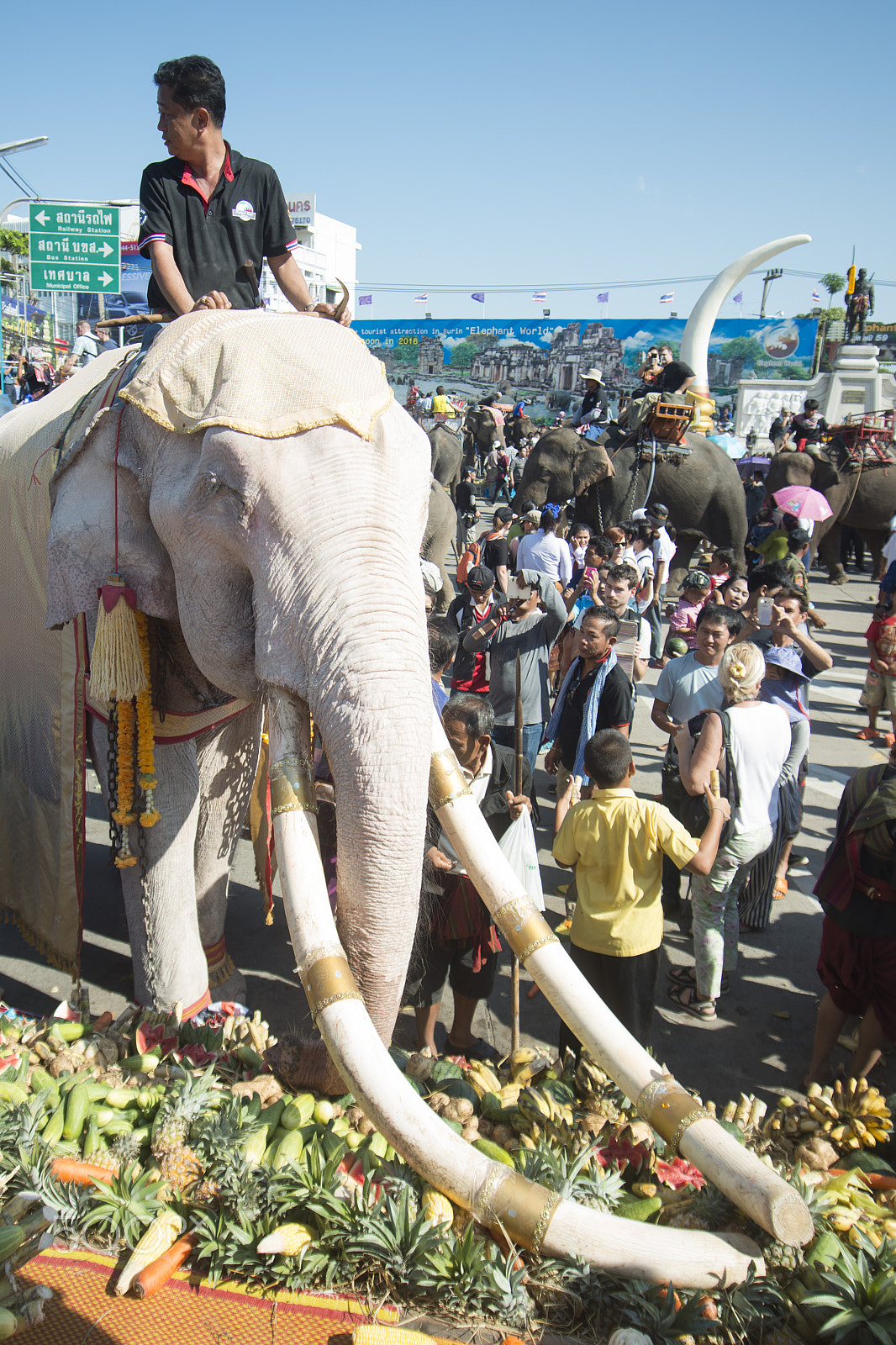 Sigma 17-35mm F2.8-4 EX DG  Aspherical HSM sample photo. Thailand surin elephant round up festival photography