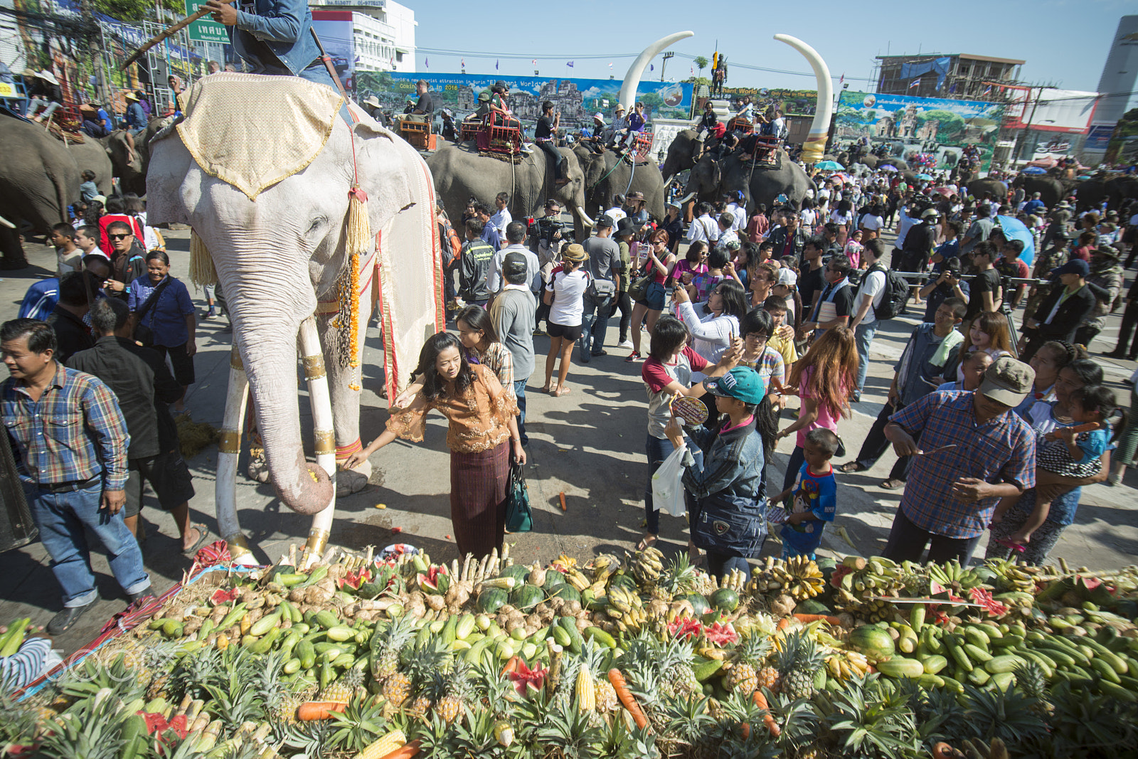 Sigma 17-35mm F2.8-4 EX DG  Aspherical HSM sample photo. Thailand surin elephant round up festival photography