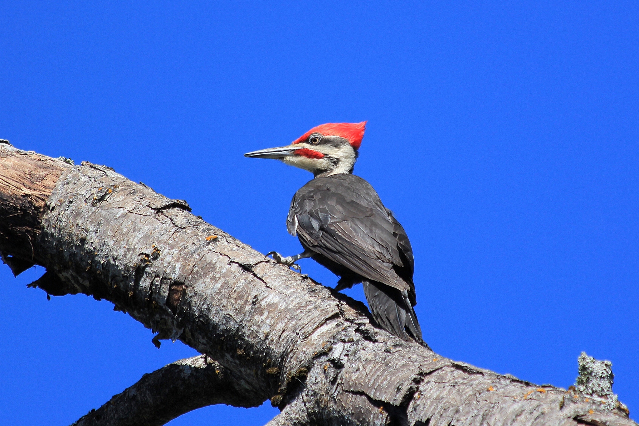 Canon EF 70-300mm F4-5.6 IS USM sample photo. Pileated woodpecker photography