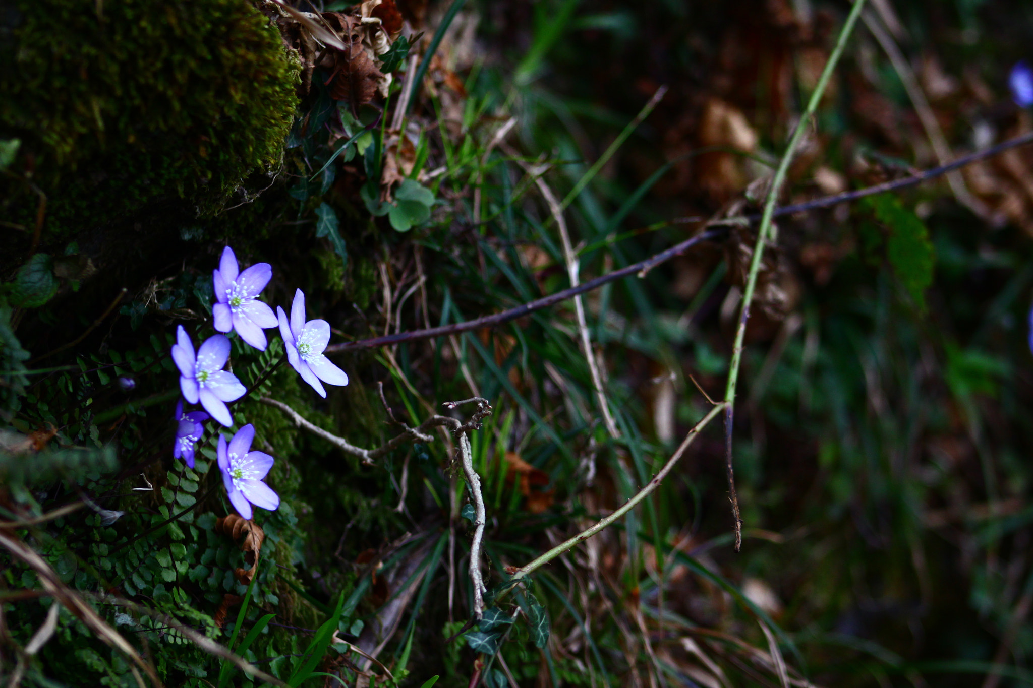 Canon EF 75-300mm f/4-5.6 USM sample photo. Le pardon photography