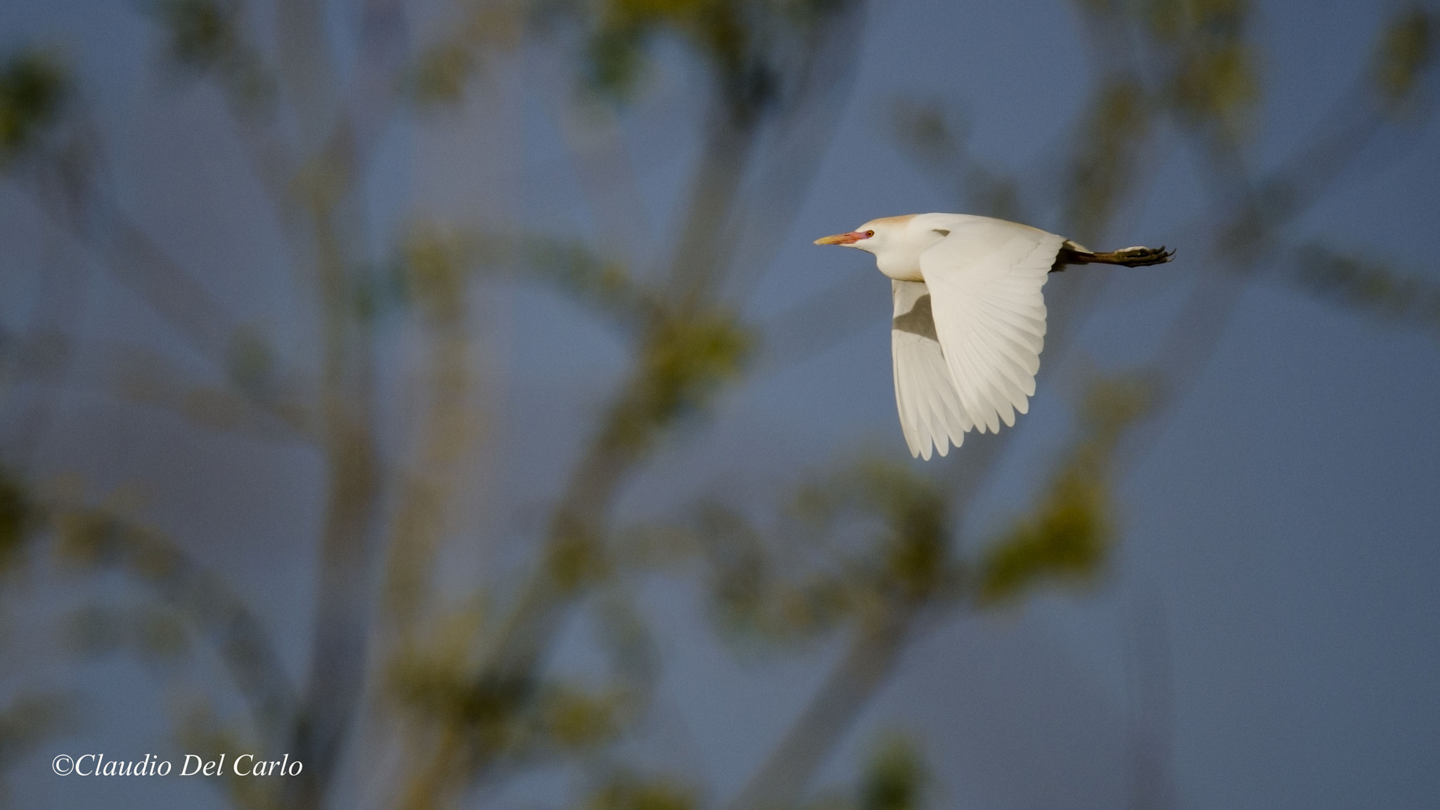 Nikon D7000 + Sigma 150-600mm F5-6.3 DG OS HSM | S sample photo. Dsc_9034.jpg photography