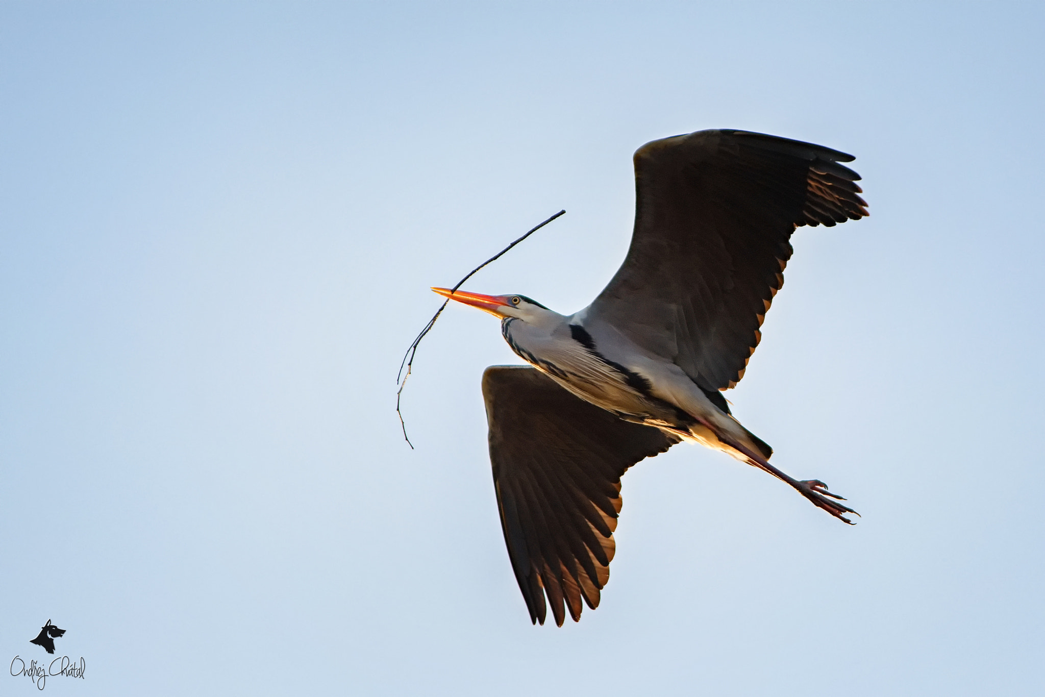 70.00 - 200.00 mm f/2.8 sample photo. Grey heron (ardea cinerea) photography