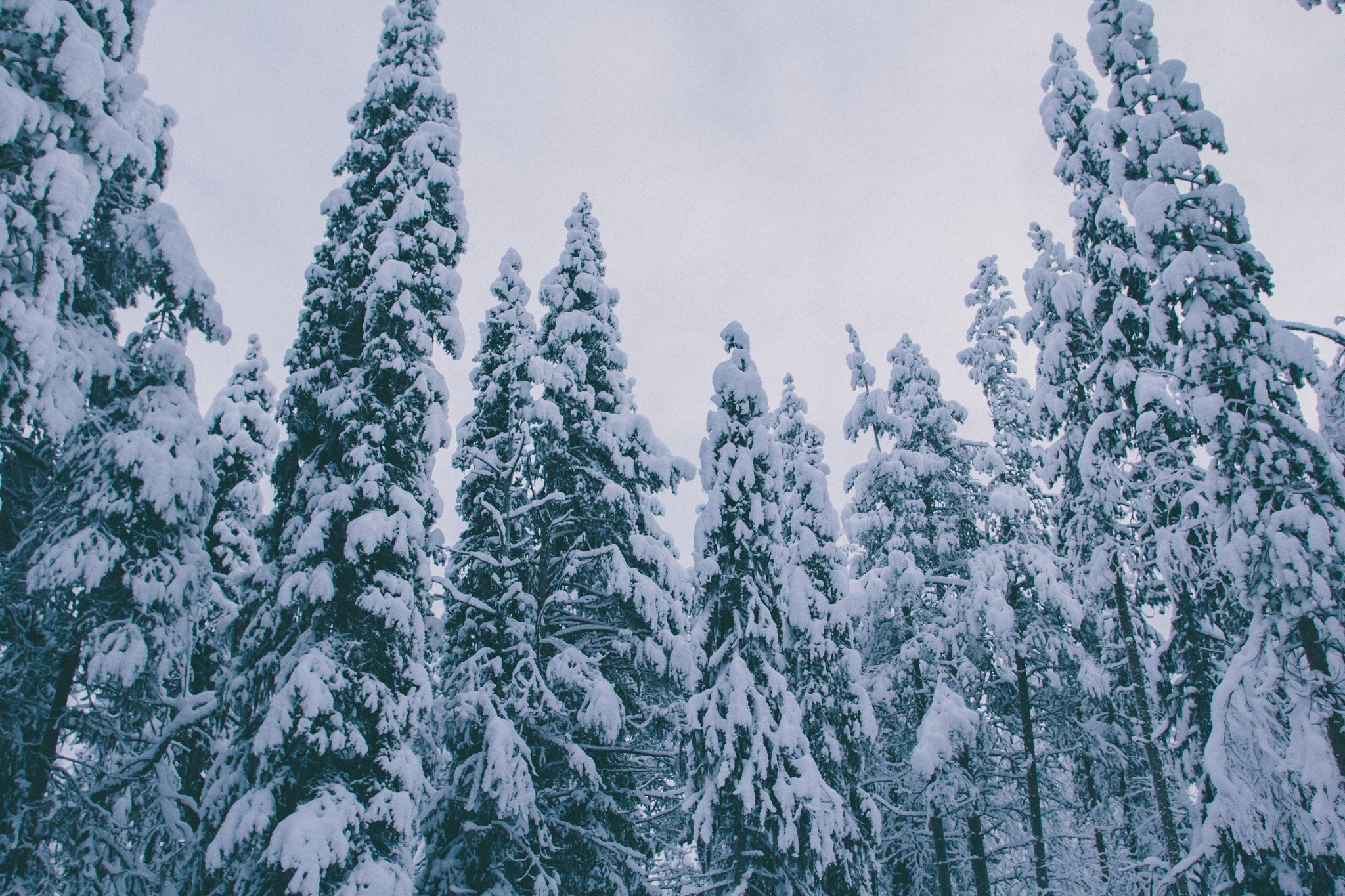 Canon EOS 60D + Canon EF 17-35mm f/2.8L sample photo. Snowy pines in northern sweden photography