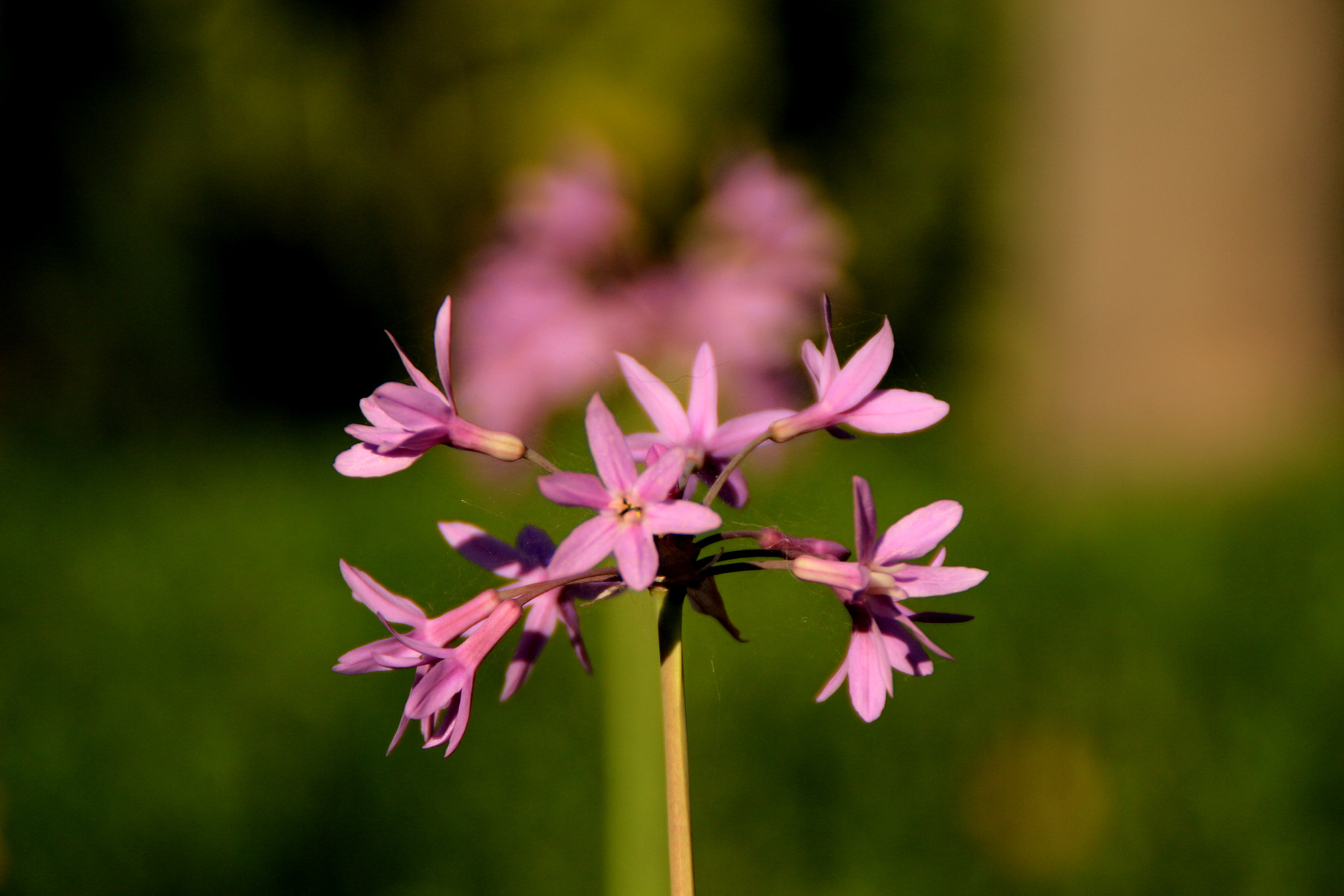 Canon EOS 650D (EOS Rebel T4i / EOS Kiss X6i) sample photo. Spring spring :) photography