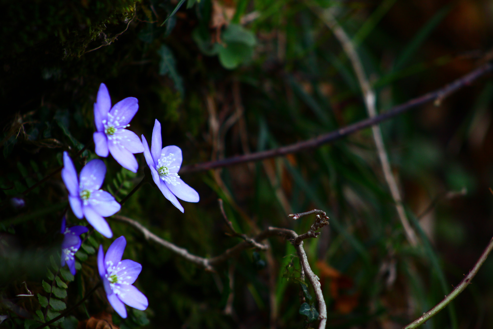 Canon EF 75-300mm f/4-5.6 USM sample photo. Le pardon ii photography