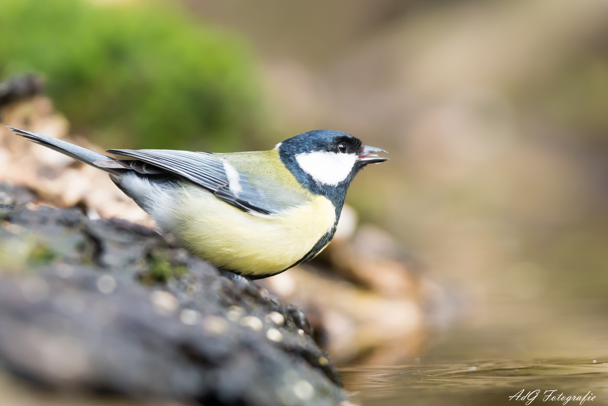 Sony ILCA-77M2 + Sony 70-400mm F4-5.6 G SSM sample photo. Great tit photography
