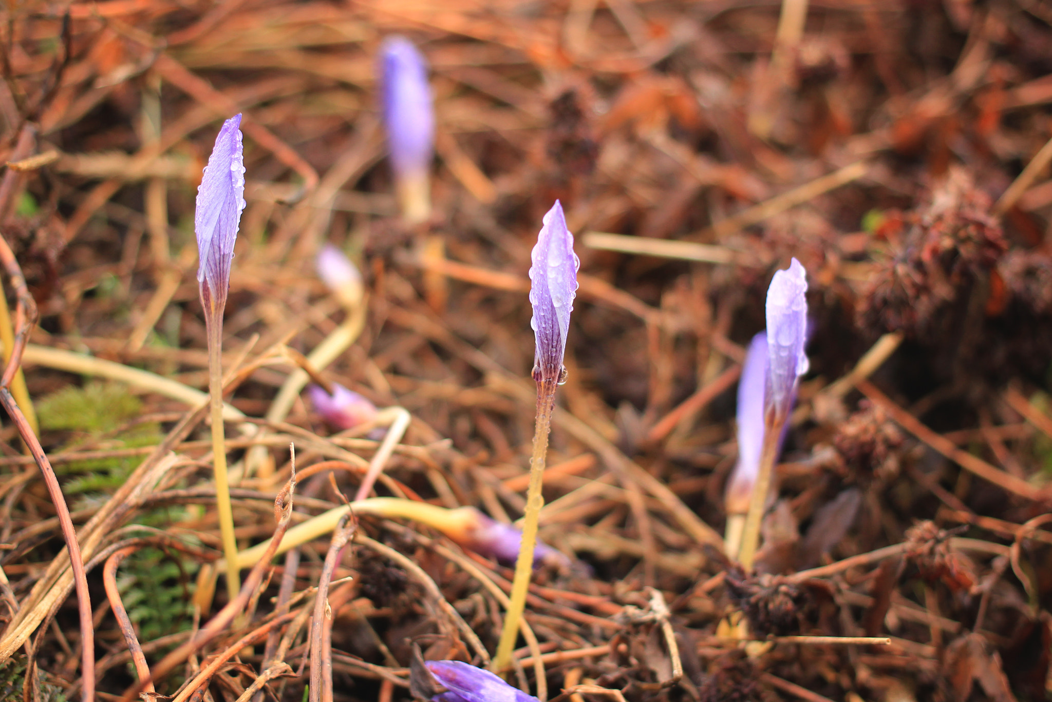 Canon EOS 550D (EOS Rebel T2i / EOS Kiss X4) + Canon EF 40mm F2.8 STM sample photo. Edelweiss photography