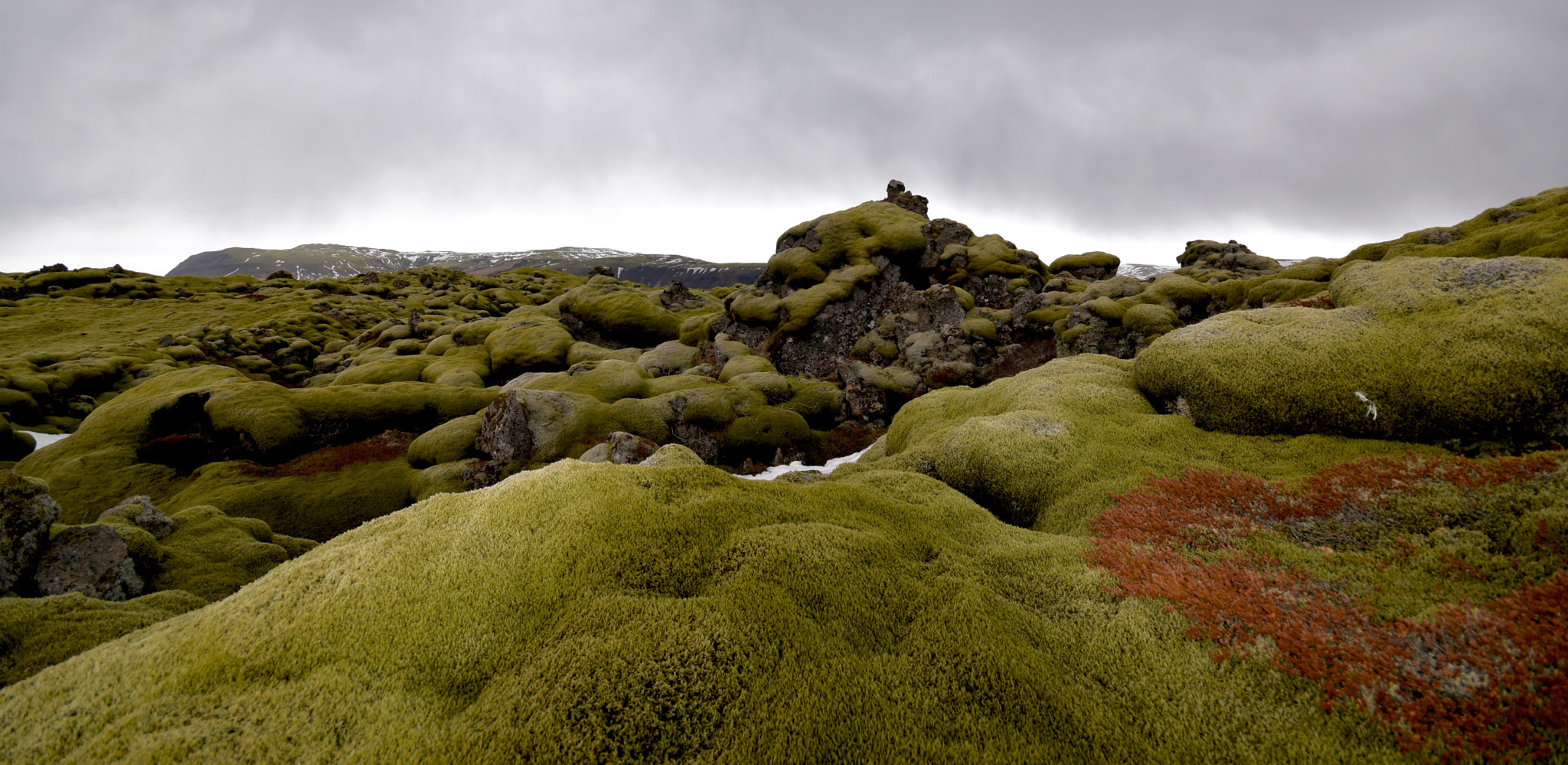 Moss covered Lava Field, Grindavik, Iceland
