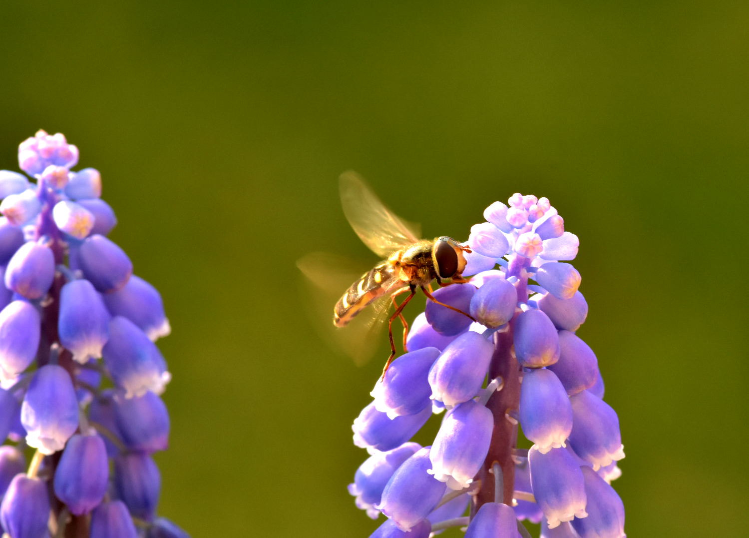 Nikon D7200 + Sigma 105mm F2.8 EX DG Macro sample photo. Bee photography