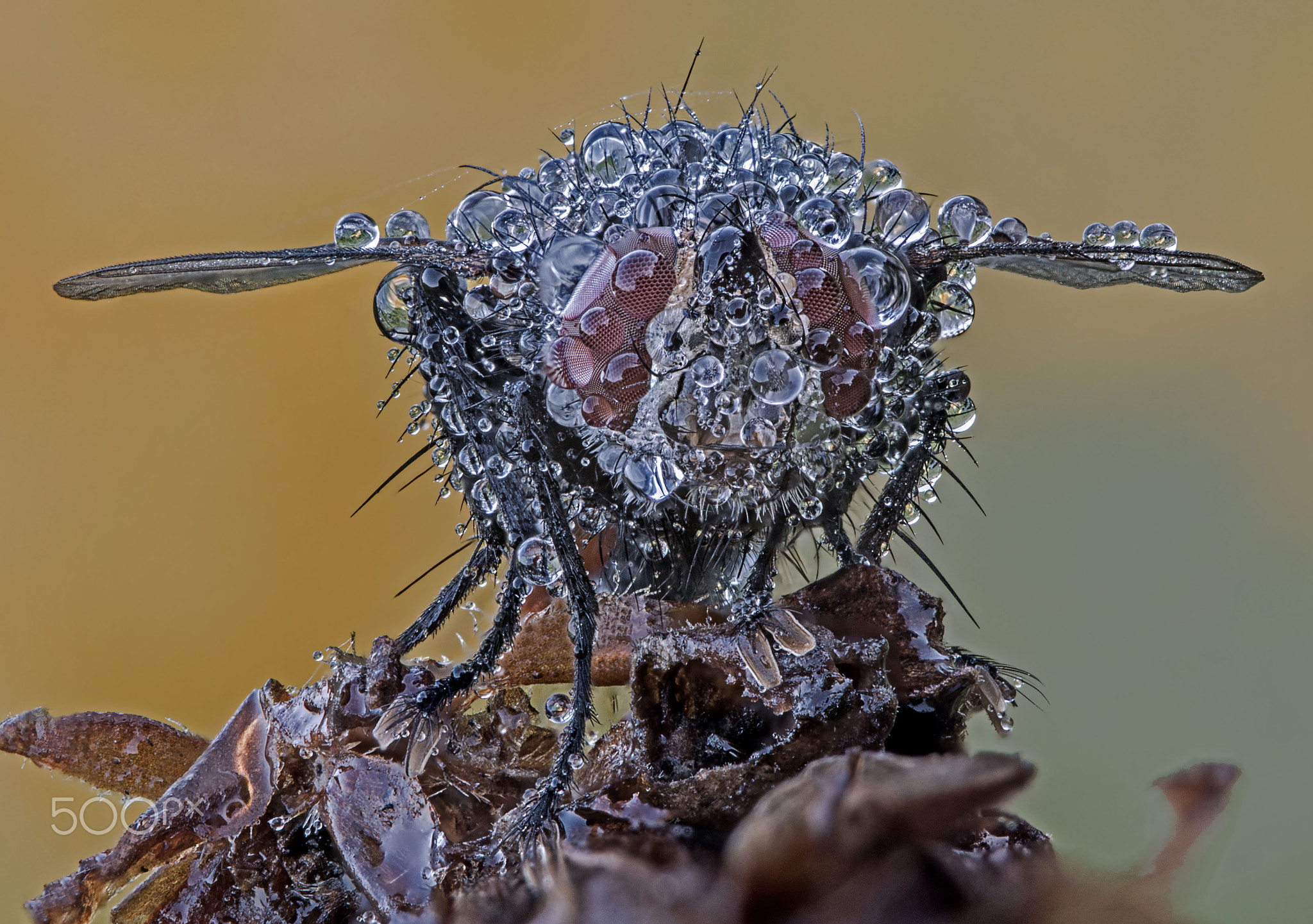 Waterfly