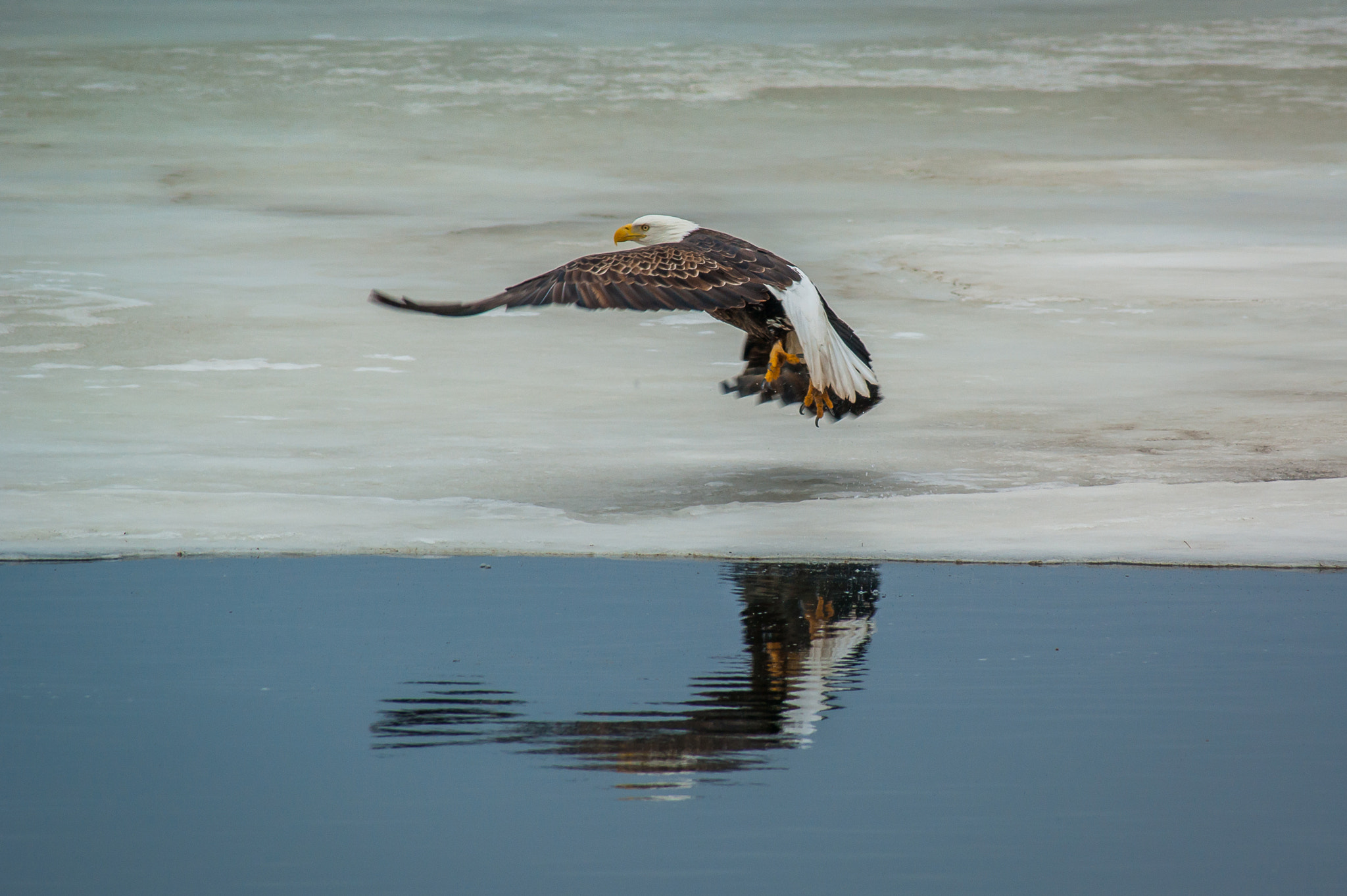 Sony Alpha DSLR-A350 sample photo. Bald eagle launch, minnesota photography
