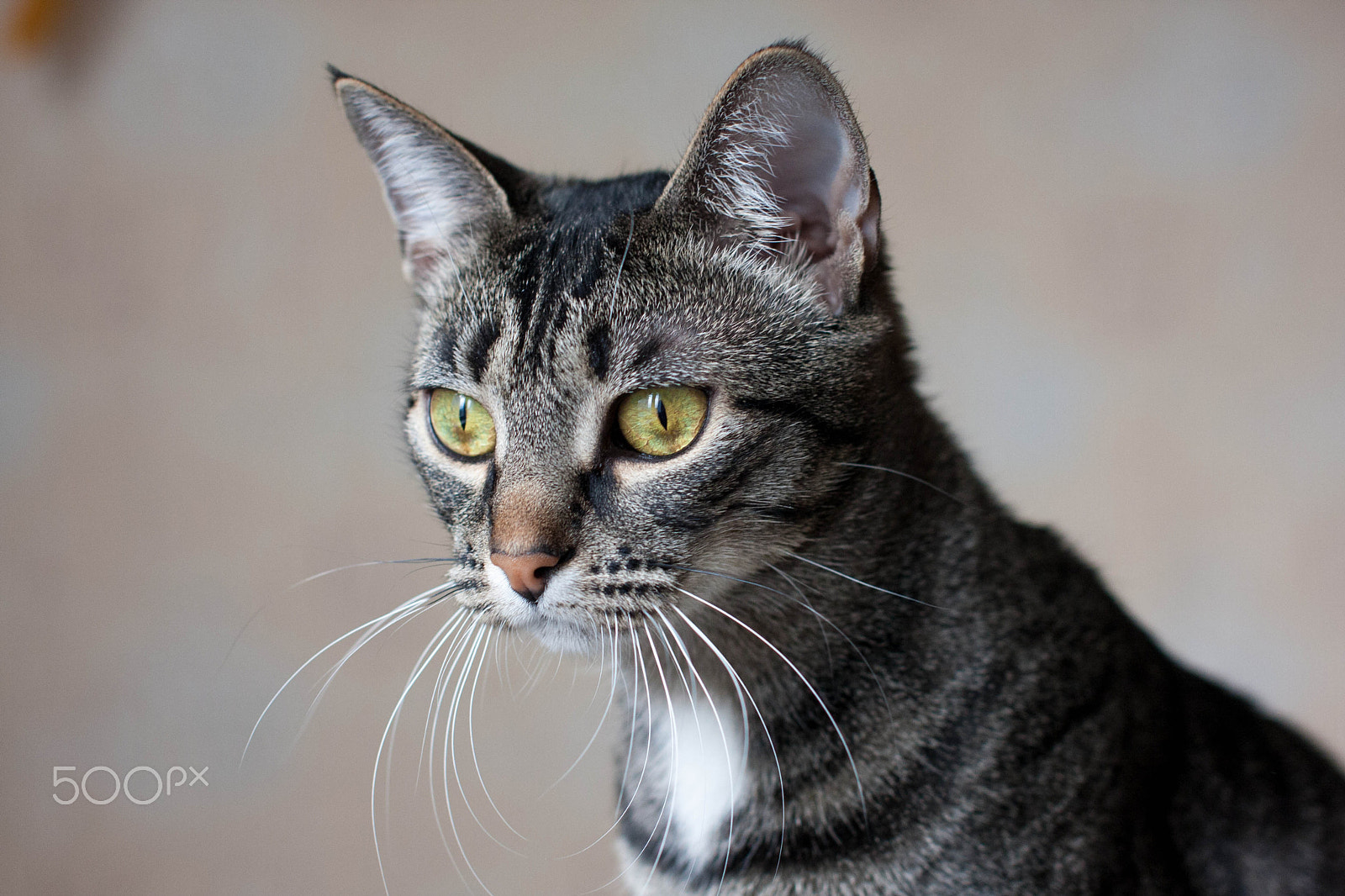 Sigma 50mm F1.4 EX DG HSM sample photo. Curiosity photography