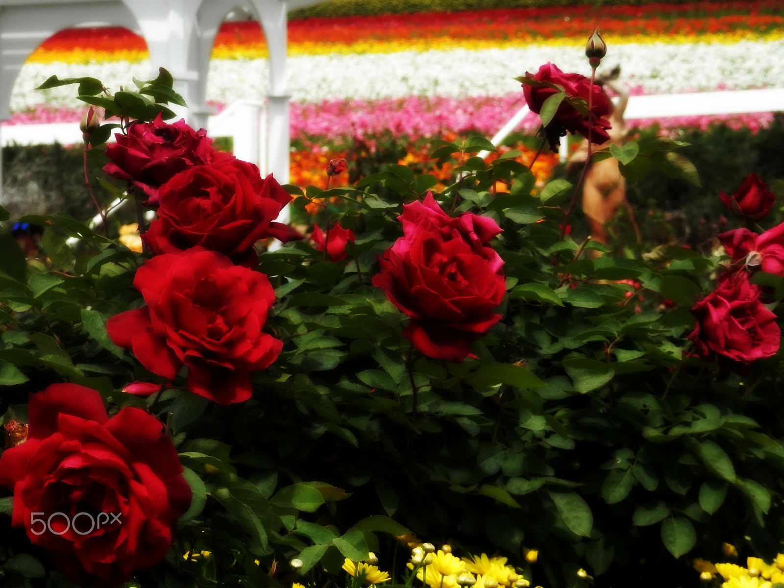 Olympus SZ-12 sample photo. Bed of roses photography