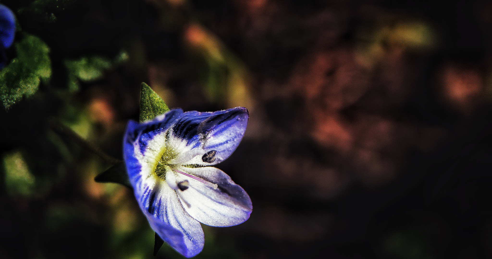 Panasonic Lumix DMC-GH2 sample photo. United colors of spring photography