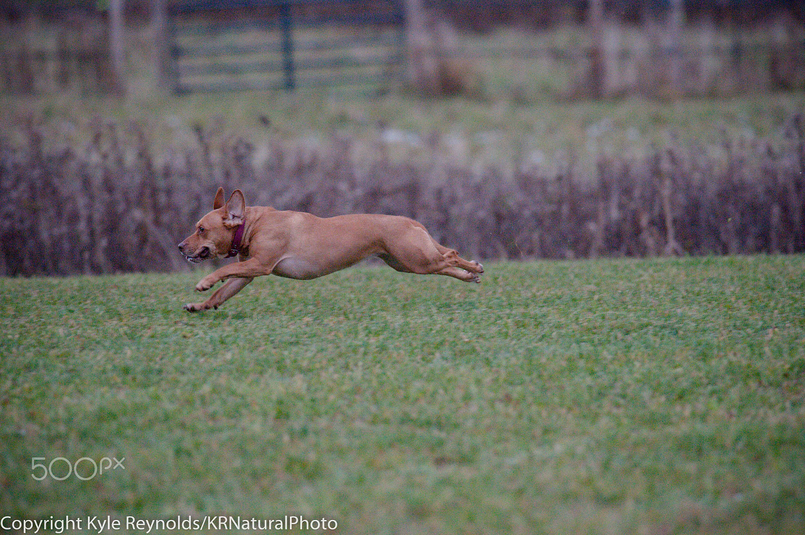 Nikon D300S + Nikon AF-S Nikkor 300mm F4D ED-IF sample photo. Lure coursing 5 photography