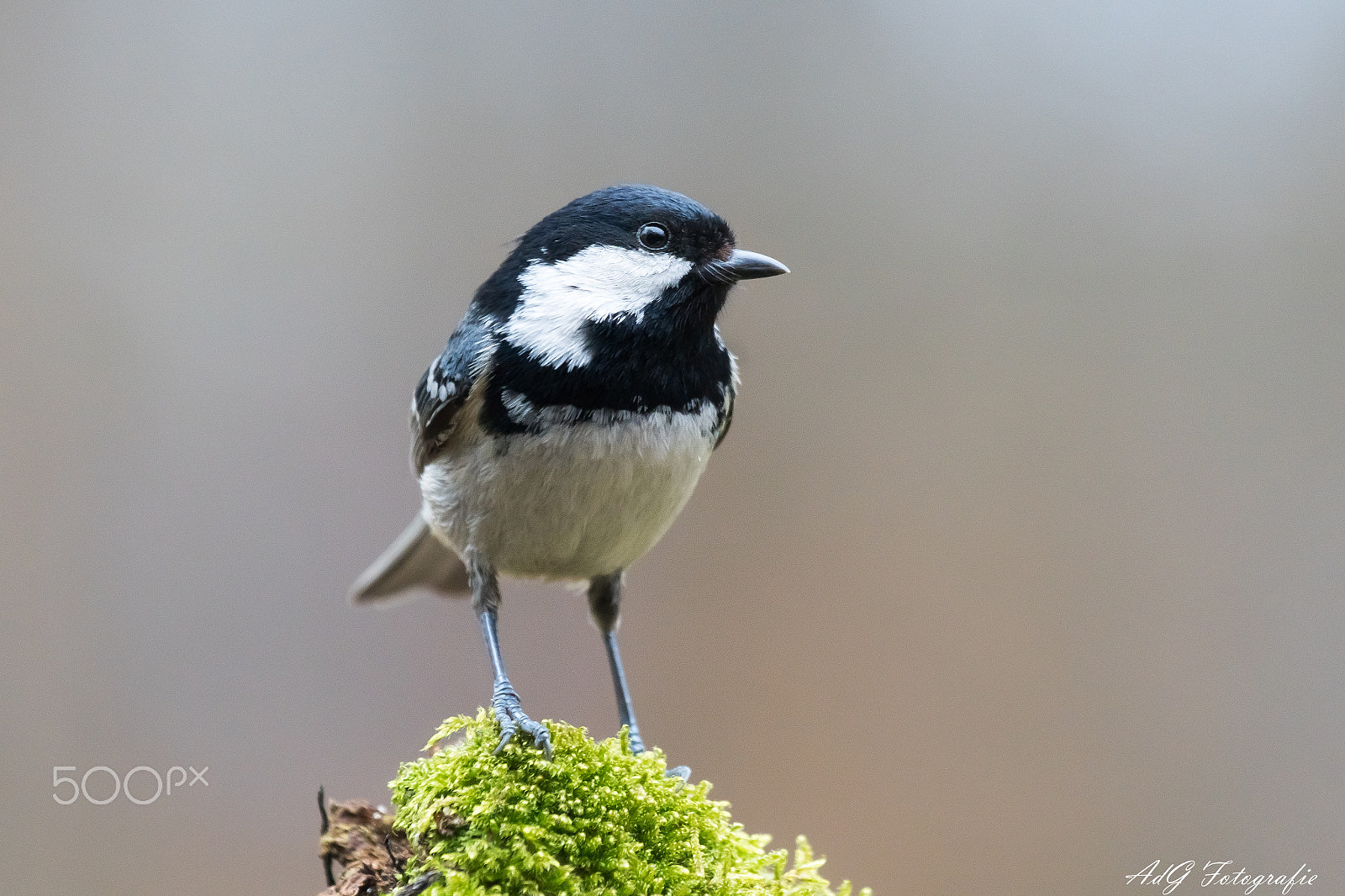 Sony ILCA-77M2 + Sony 70-400mm F4-5.6 G SSM sample photo. Black tit photography
