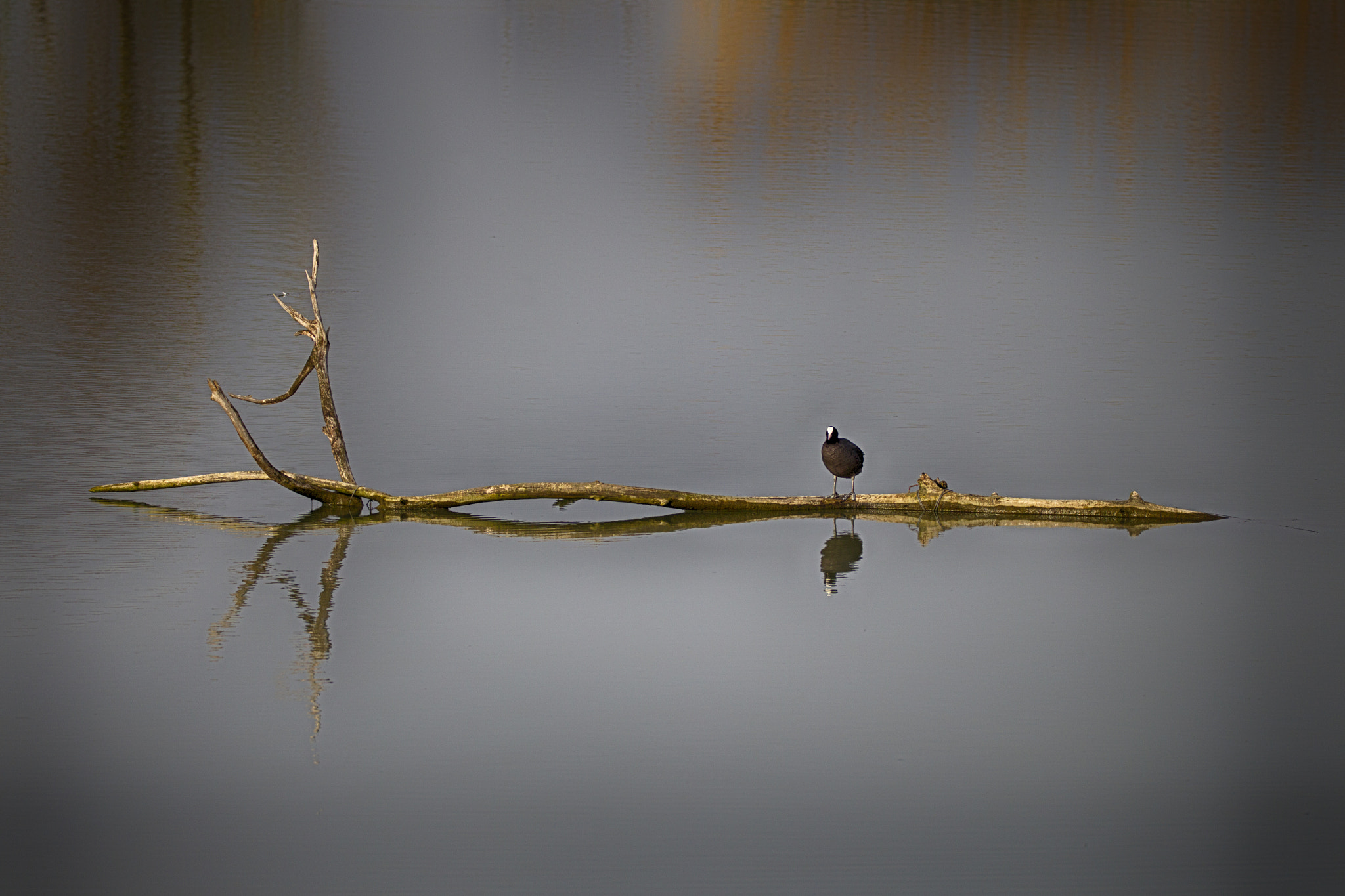 Sigma 150-600mm F5-6.3 DG OS HSM | C sample photo. Minimal photography
