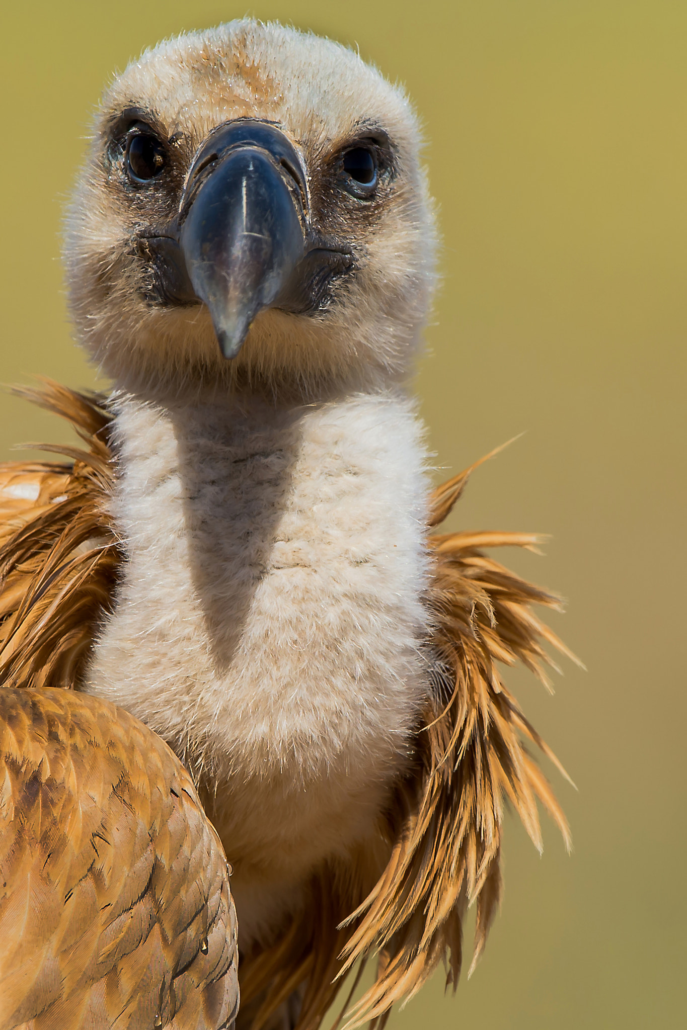 Nikon D4S + Nikon AF-S Nikkor 500mm F4G ED VR sample photo. Griffon vulture. photography