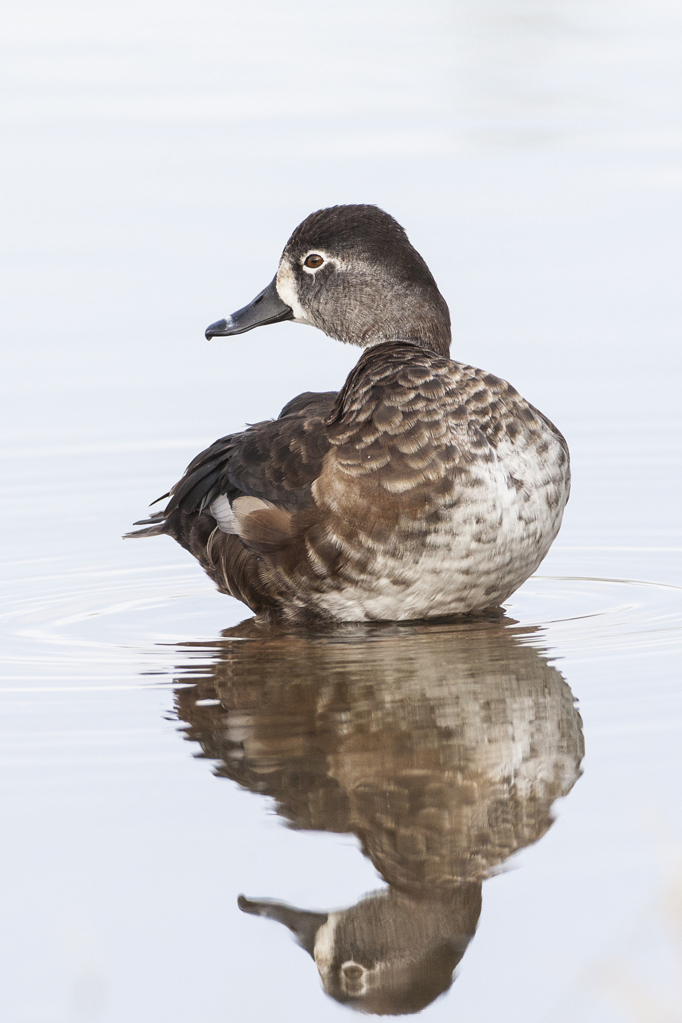 Canon EOS 50D + Canon EF 500mm F4L IS USM sample photo. Ring-neck hen photography