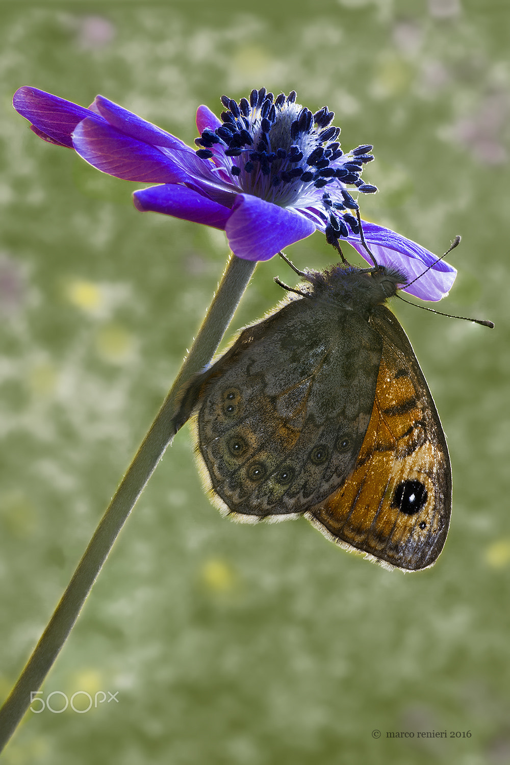 Sigma APO Macro 180mm F2.8 EX DG OS HSM sample photo. Butterfly and anemone photography
