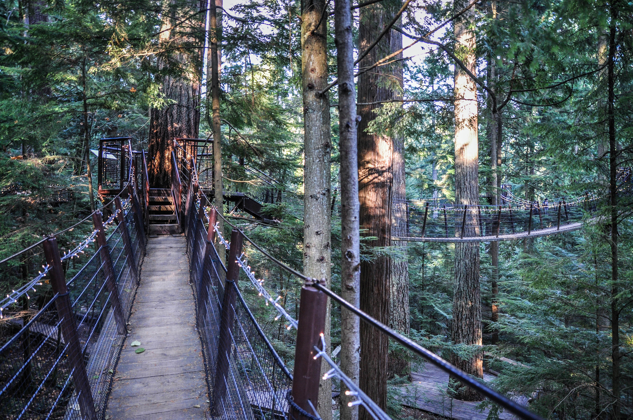 Sigma 17-70mm F2.8-4 DC Macro OS HSM sample photo. Treetop adventure photography