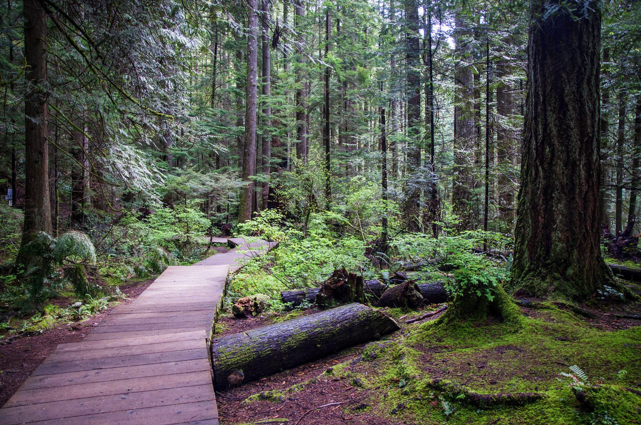 Sigma 17-70mm F2.8-4 DC Macro OS HSM sample photo. Hike in lynn canyon photography