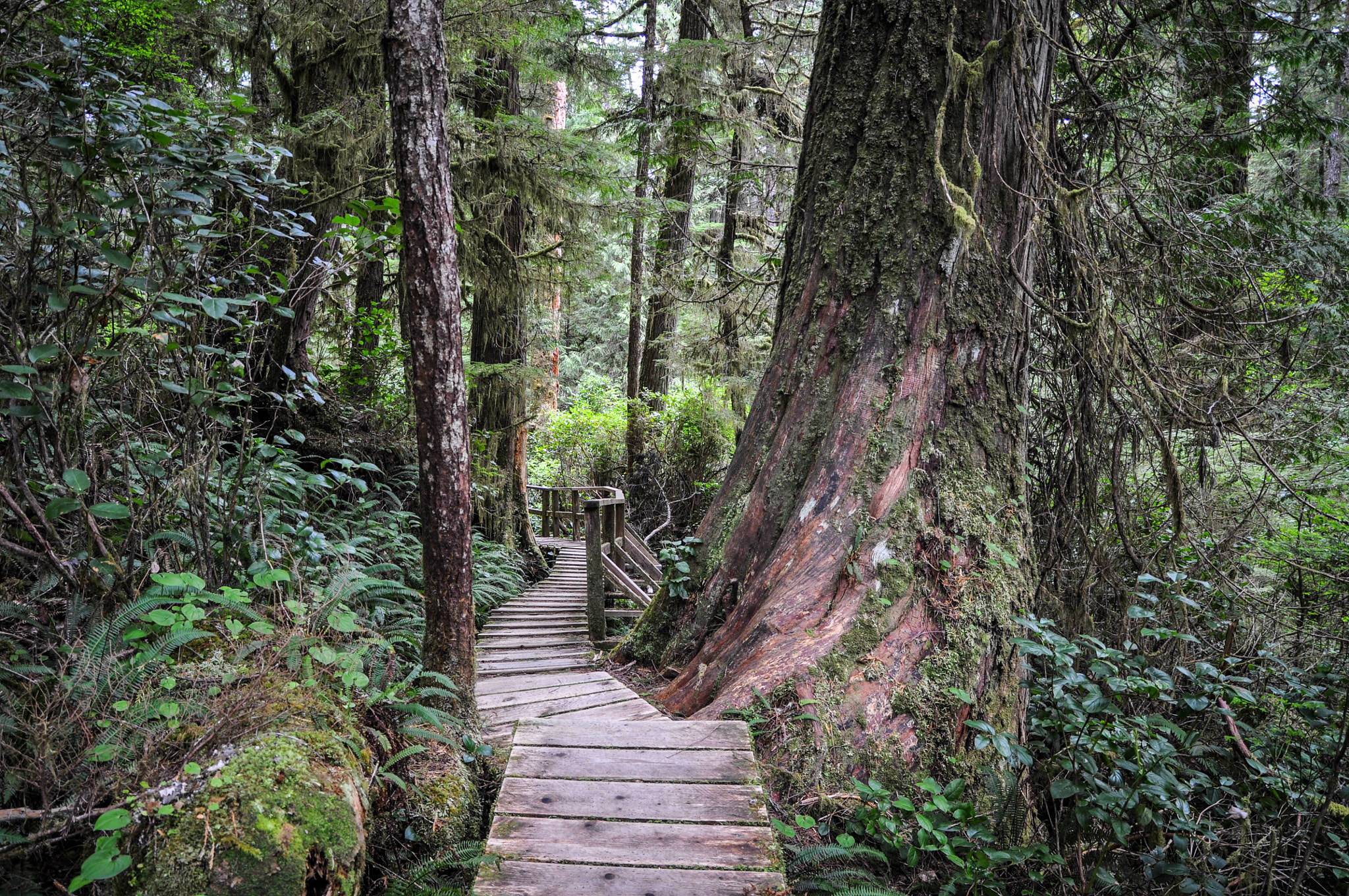 Sigma 17-70mm F2.8-4 DC Macro OS HSM sample photo. Hiking through the tofino np photography
