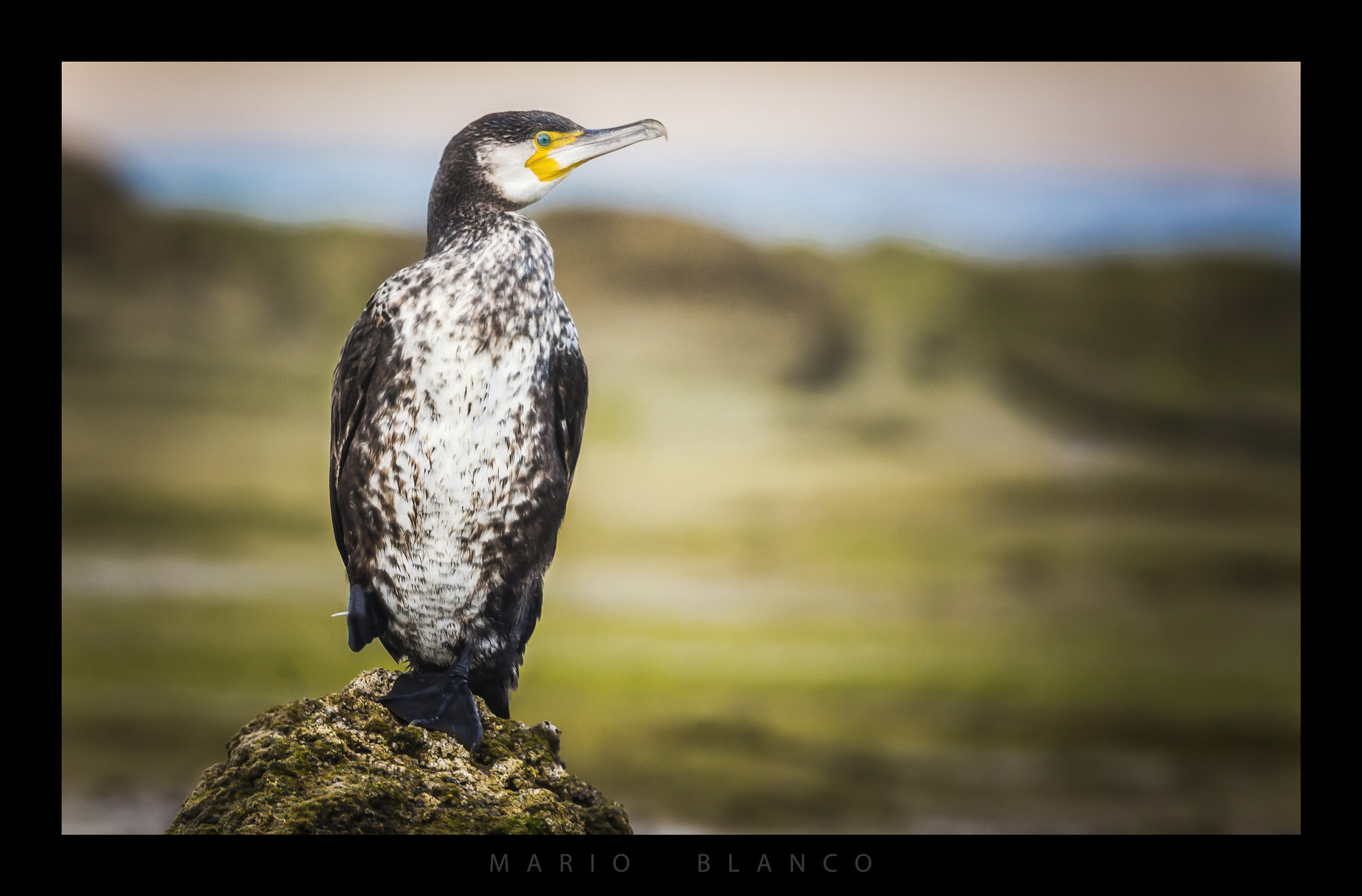 Tamron SP 150-600mm F5-6.3 Di VC USD sample photo. Great cormorant photography