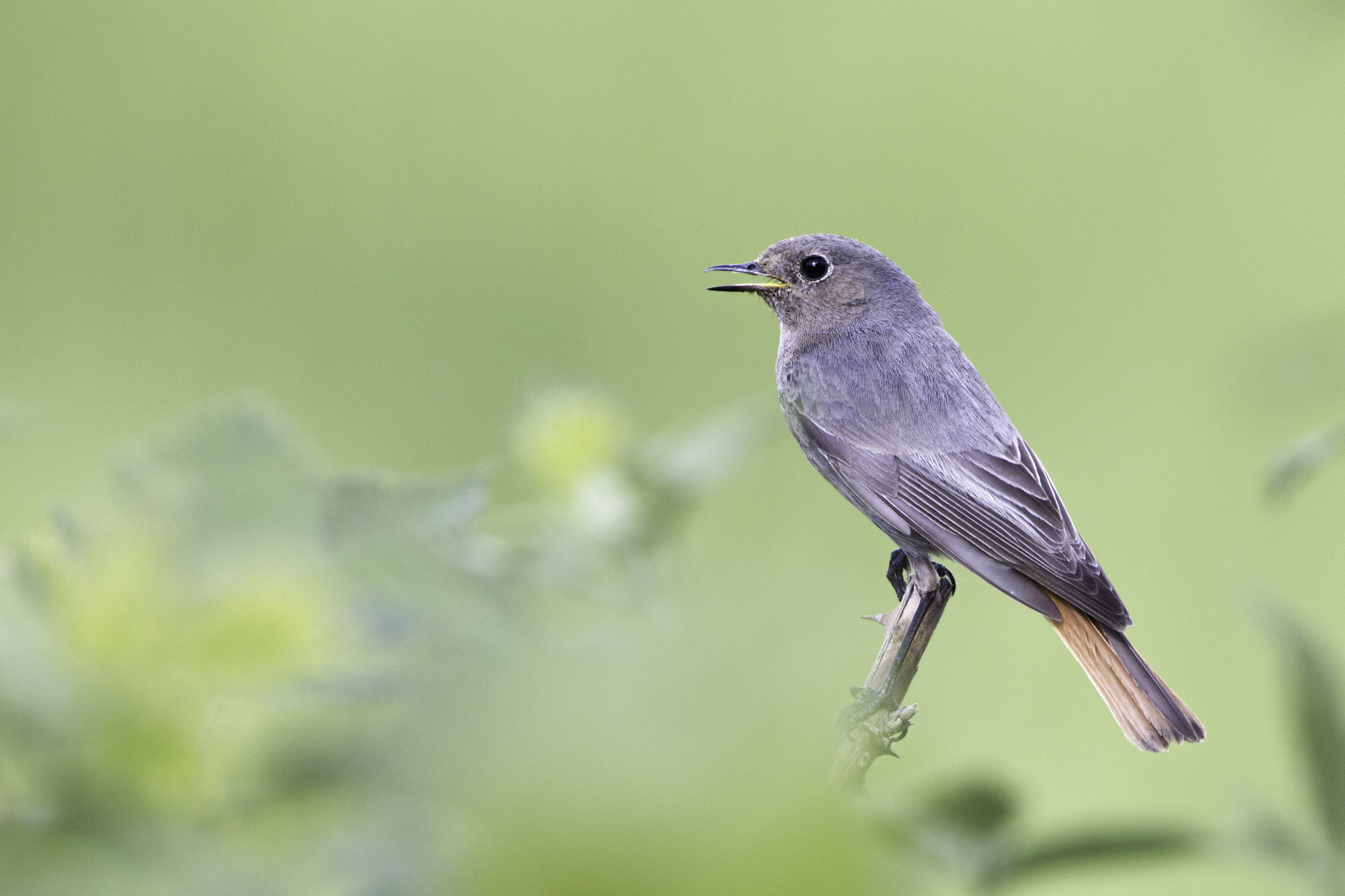 Canon EF 300mm F2.8L IS USM sample photo. Black redstart photography