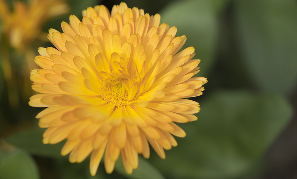 90mm F2.8 OSS sample photo