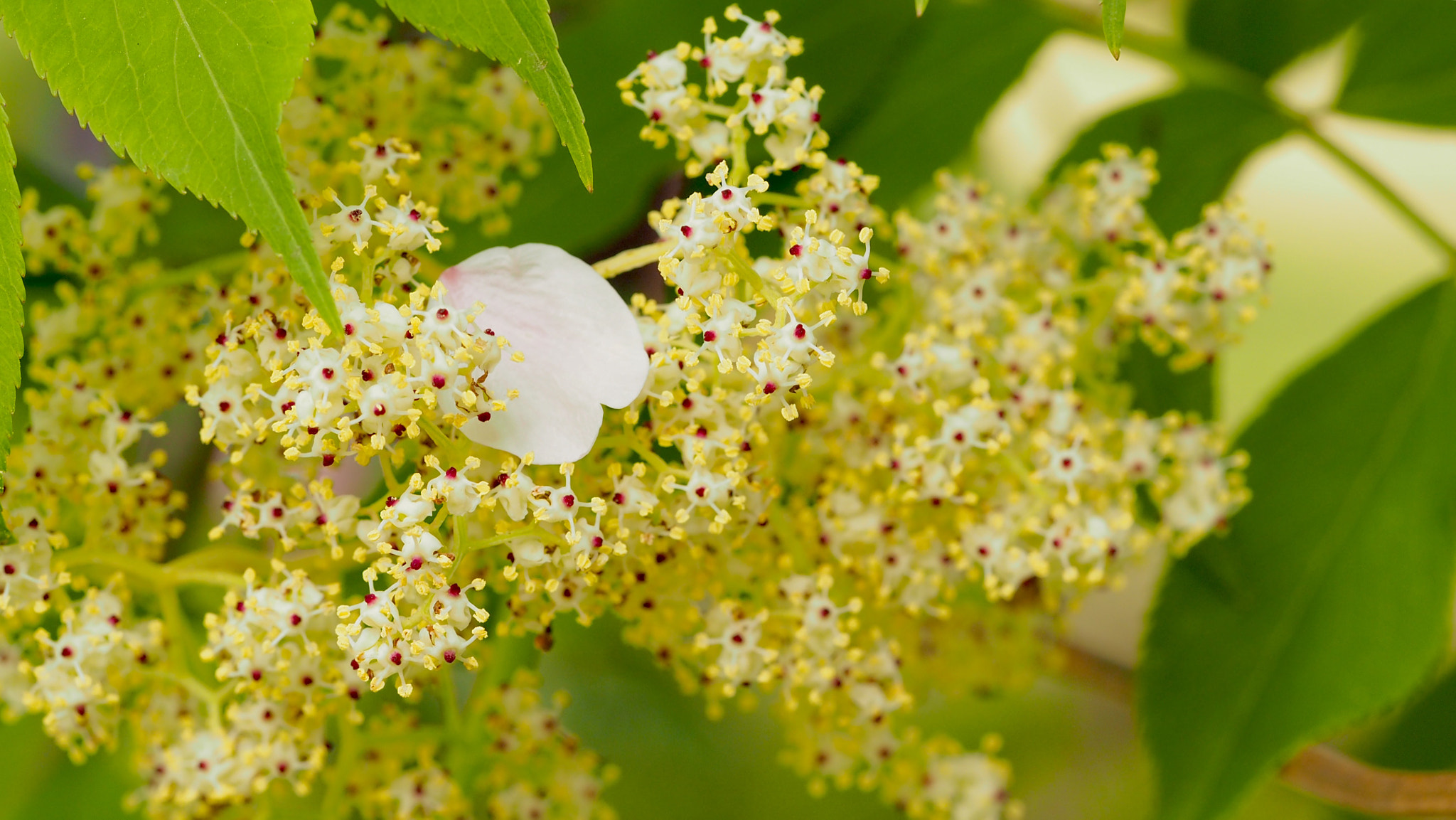 Olympus PEN E-PL7 sample photo. Elderflower and a cherry petal photography