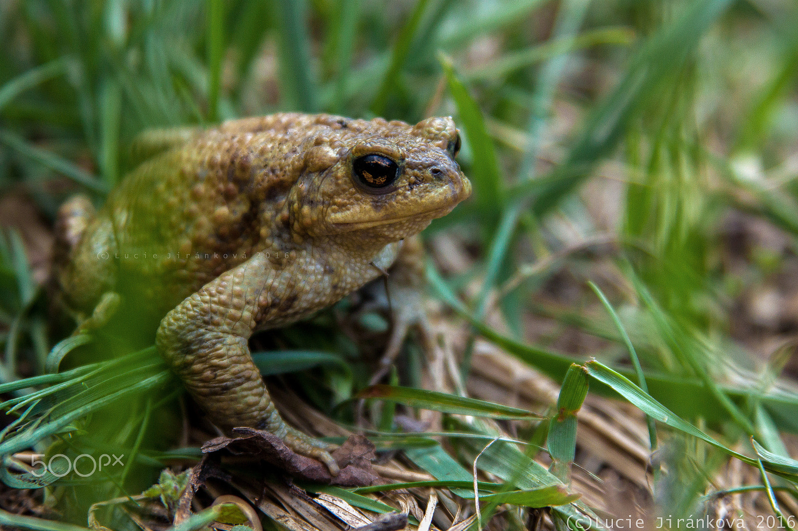 Canon EF 28-135mm F3.5-5.6 IS USM sample photo. Common toad photography