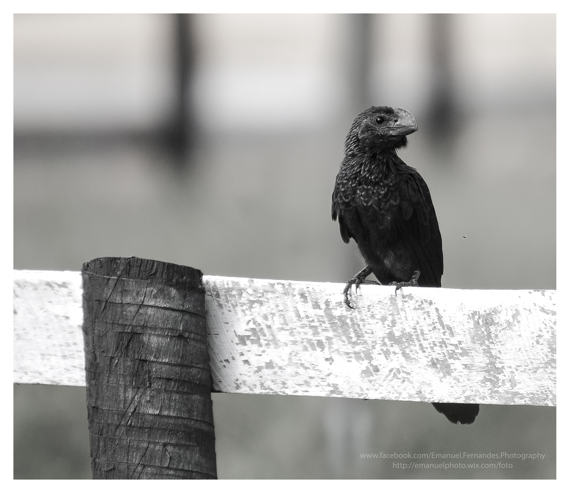 Minolta AF 300mm F2.8 HS-APO G sample photo. Anu-preto (crotophaga ani) -brasil photography