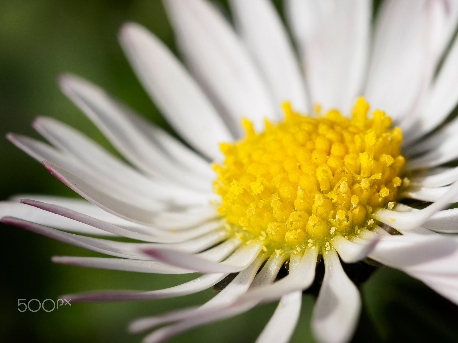Olympus PEN E-PL7 sample photo. Spring is here photography