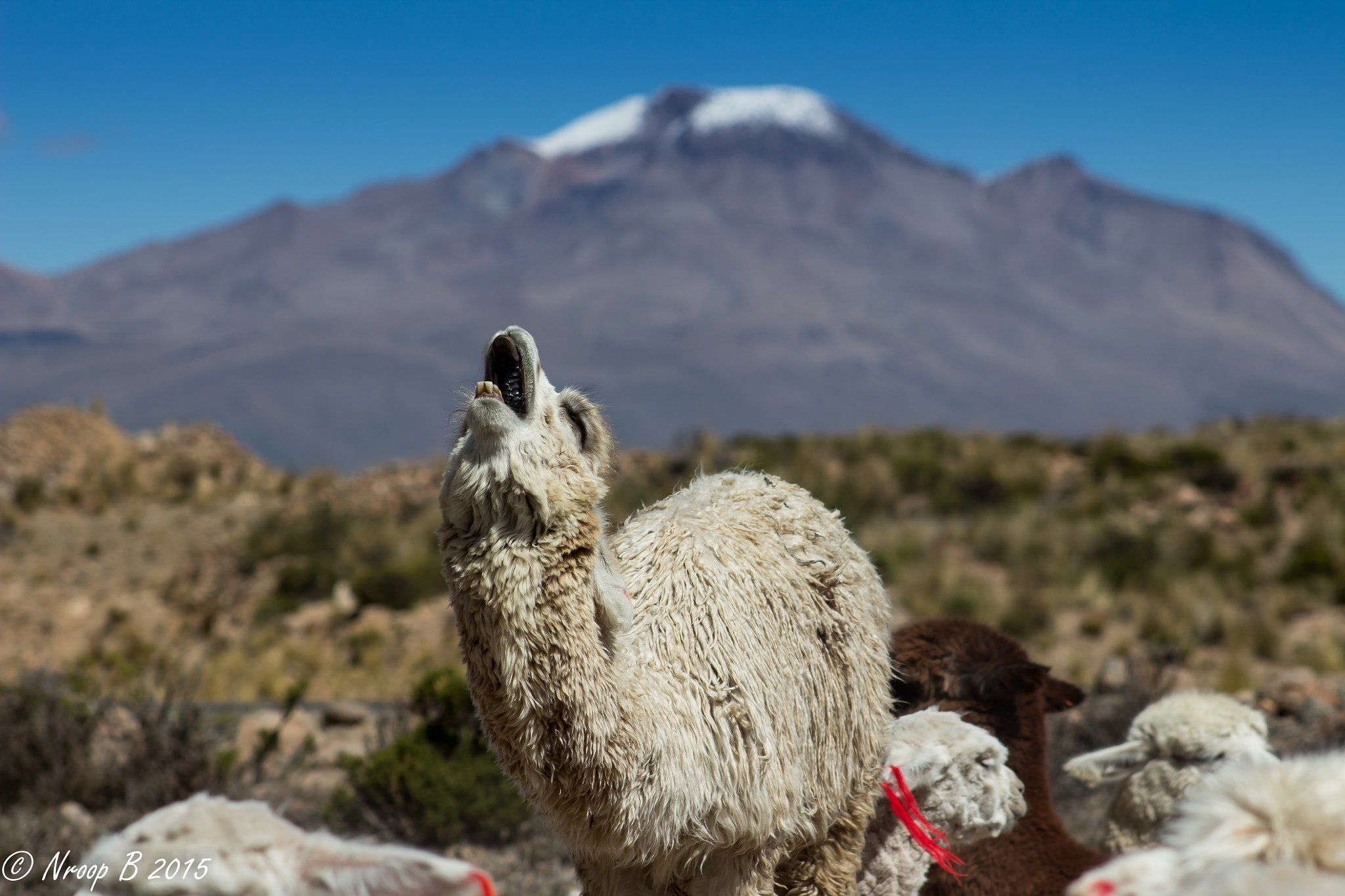 Canon EF 75-300mm f/4-5.6 USM sample photo. On our way to colca canyon from arequipa photography