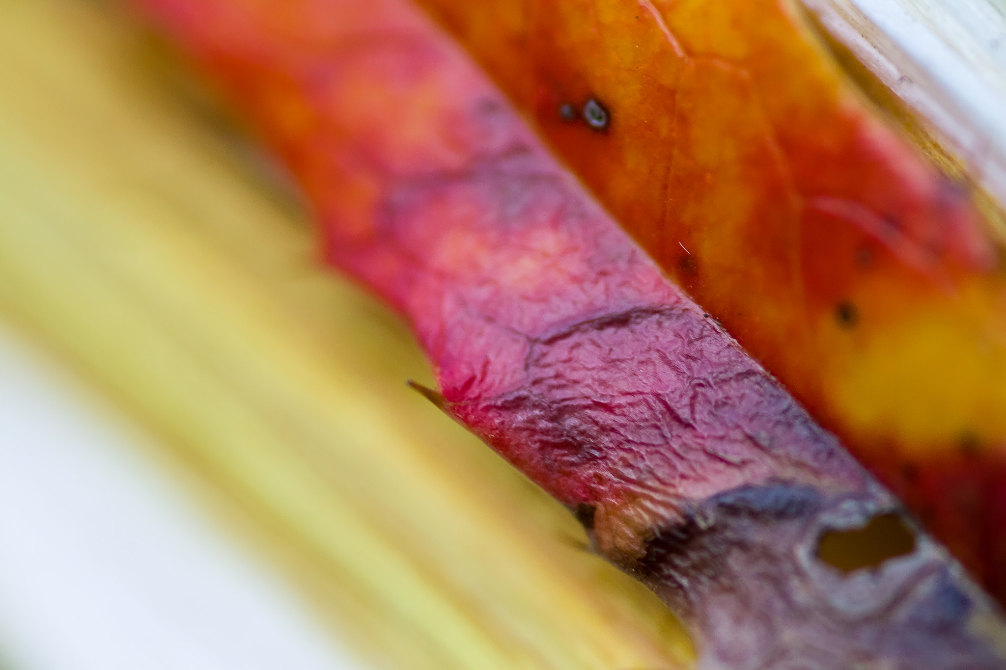 Canon EOS 50D + Sigma 105mm F2.8 EX DG Macro sample photo. Colors photography