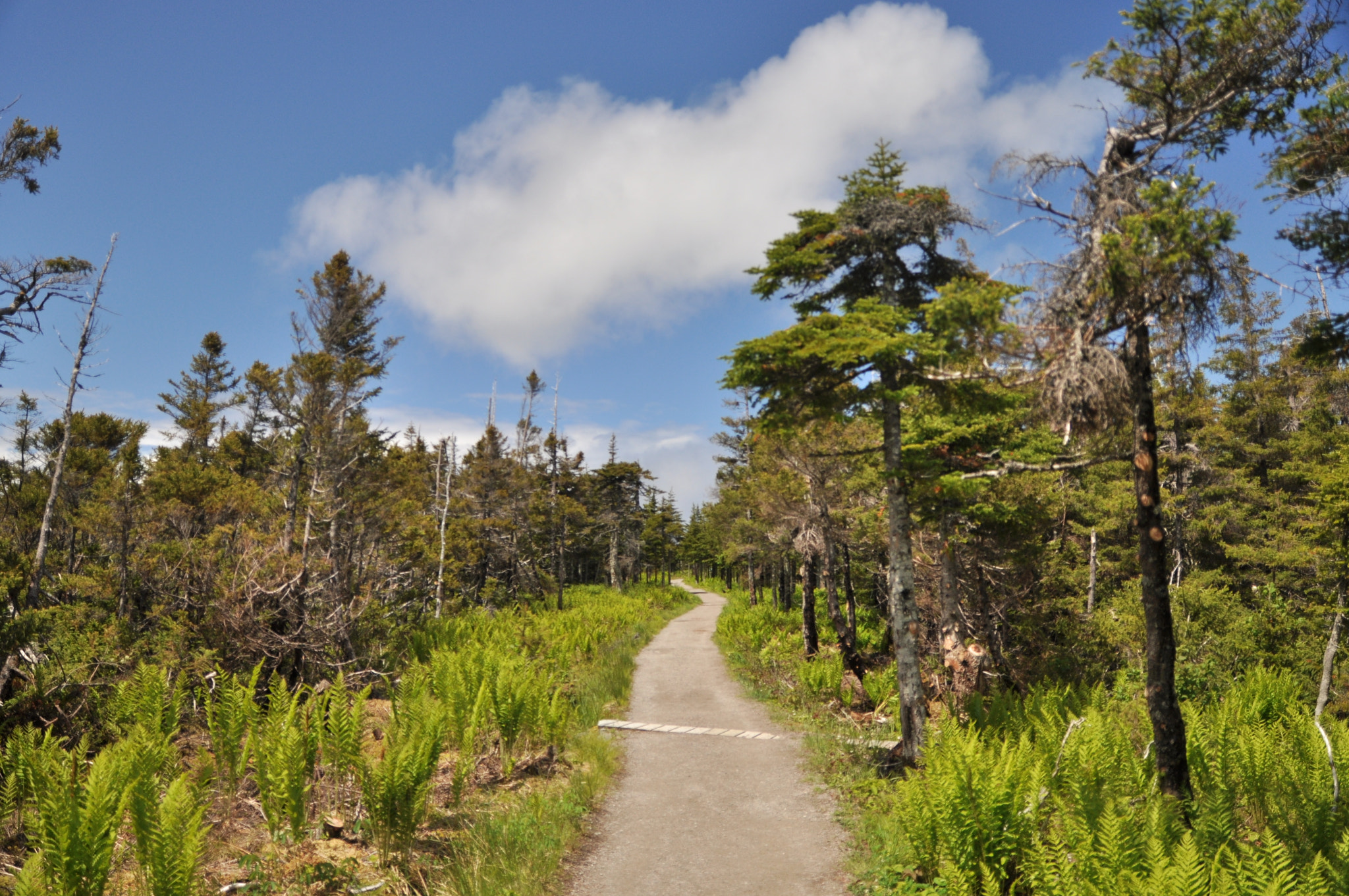 Sigma 17-70mm F2.8-4 DC Macro OS HSM sample photo. Skyline trail photography