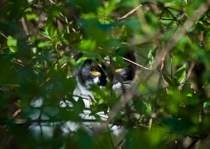 Sigma 70-300mm F4-5.6 APO DG Macro sample photo. Yalta cats / Ялтинские коты photography