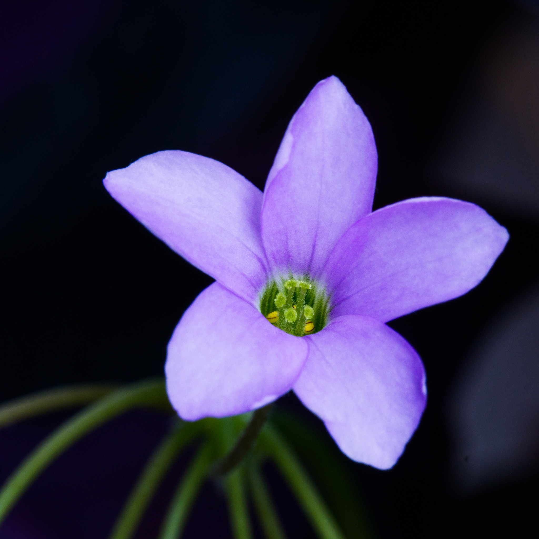 Sony a6000 + Canon EF 100mm F2.8L Macro IS USM sample photo. Violet shamrock photography