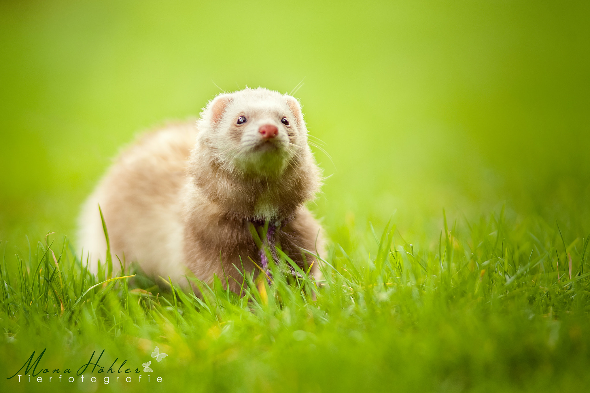 Nikon D3 + Nikon AF Nikkor 180mm F2.8D ED-IF sample photo. Ferret photography