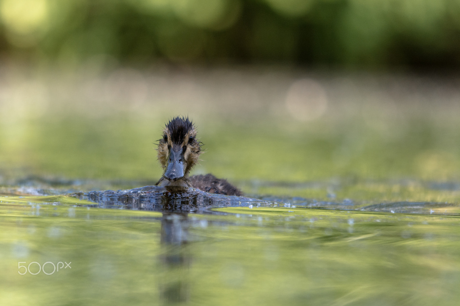 Sigma 120-400mm F4.5-5.6 DG OS HSM sample photo. Frisch gebadet photography