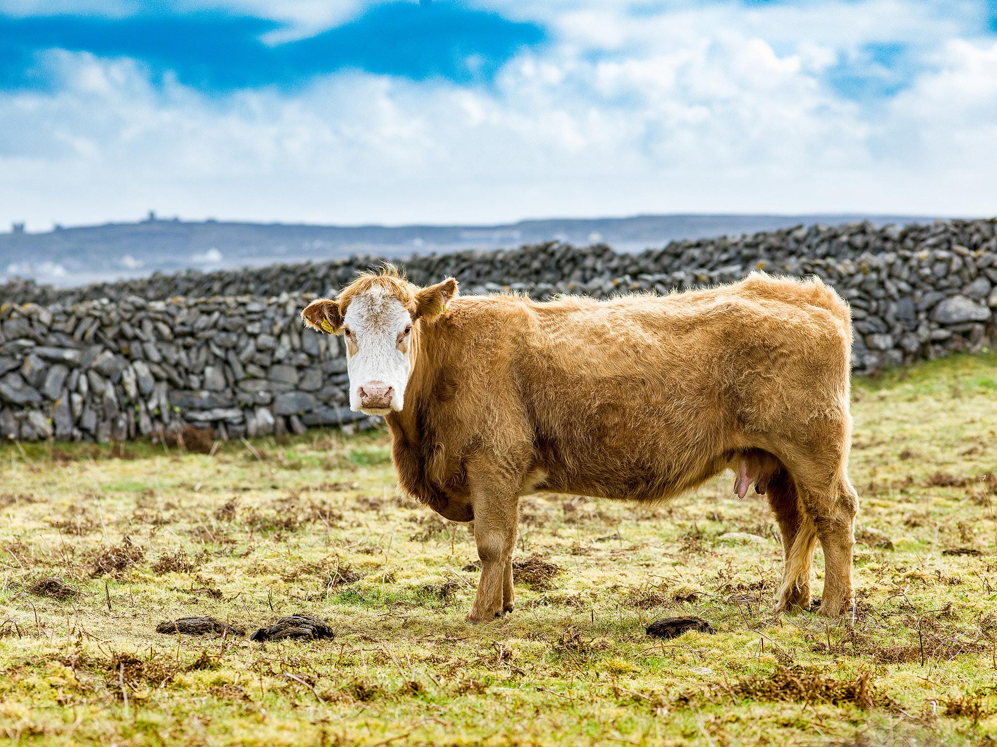 Hasselblad H5D + HC 210 sample photo. Blue sky and irish cow photography