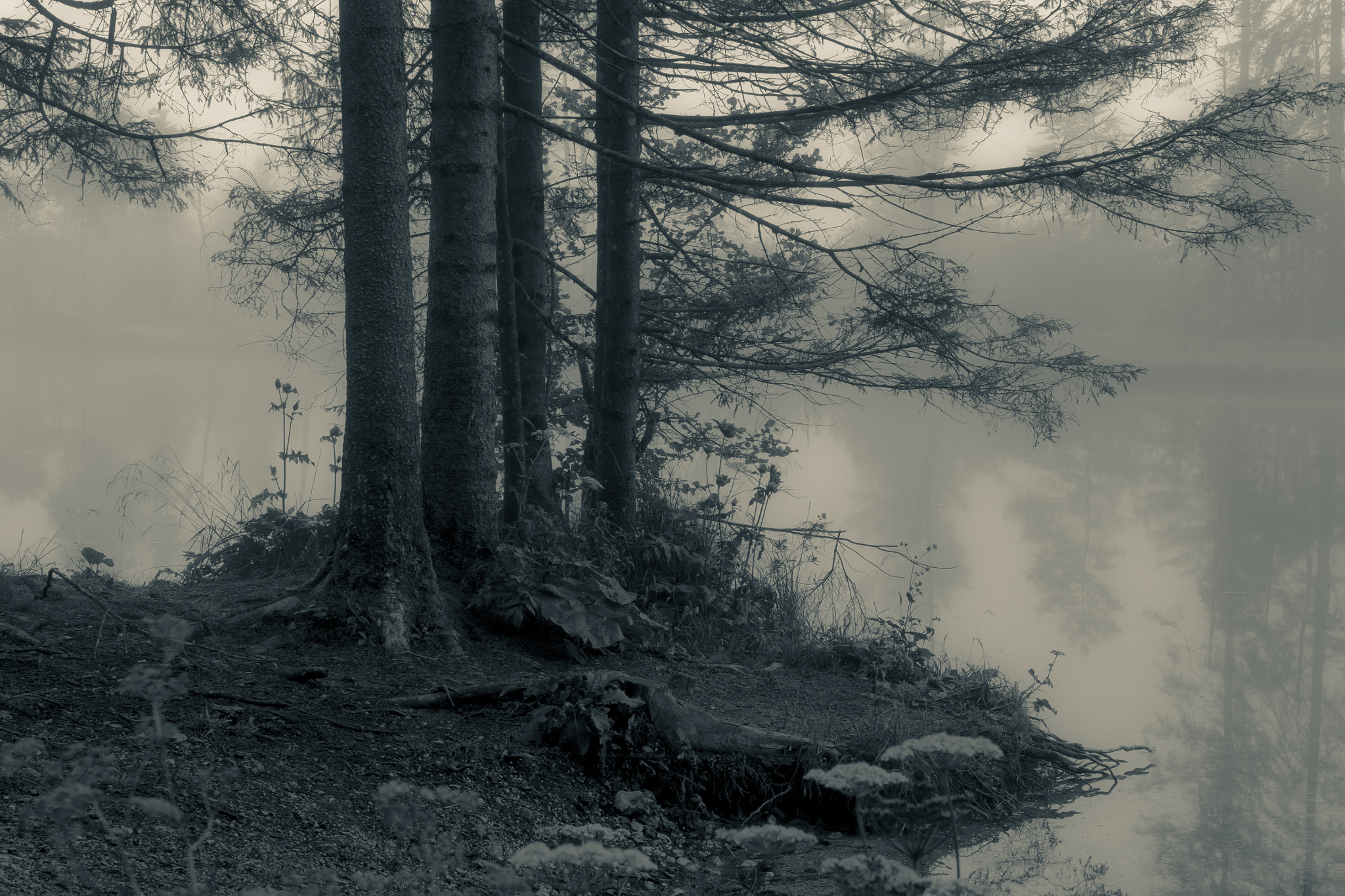 Olympus Zuiko Digital ED 12-60mm F2.8-4.0 SWD sample photo. Misty morning blues photography