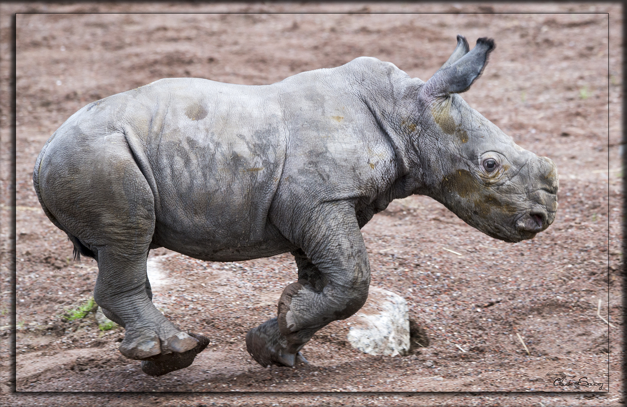 Sigma 120-400mm F4.5-5.6 DG OS HSM sample photo. Baby rhino born there 15 days photography